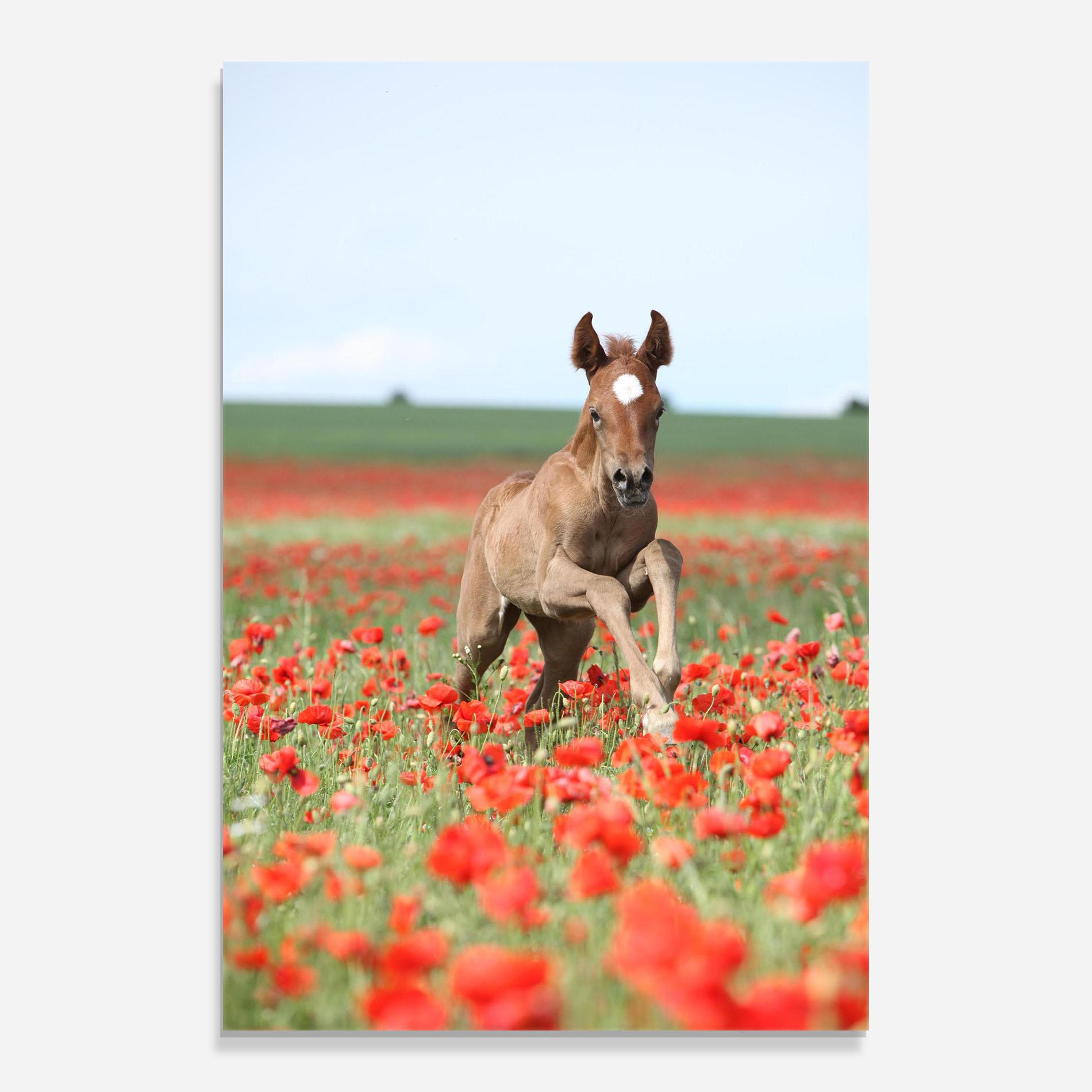 Стъклена картина Red Flowers Horse mockup 0