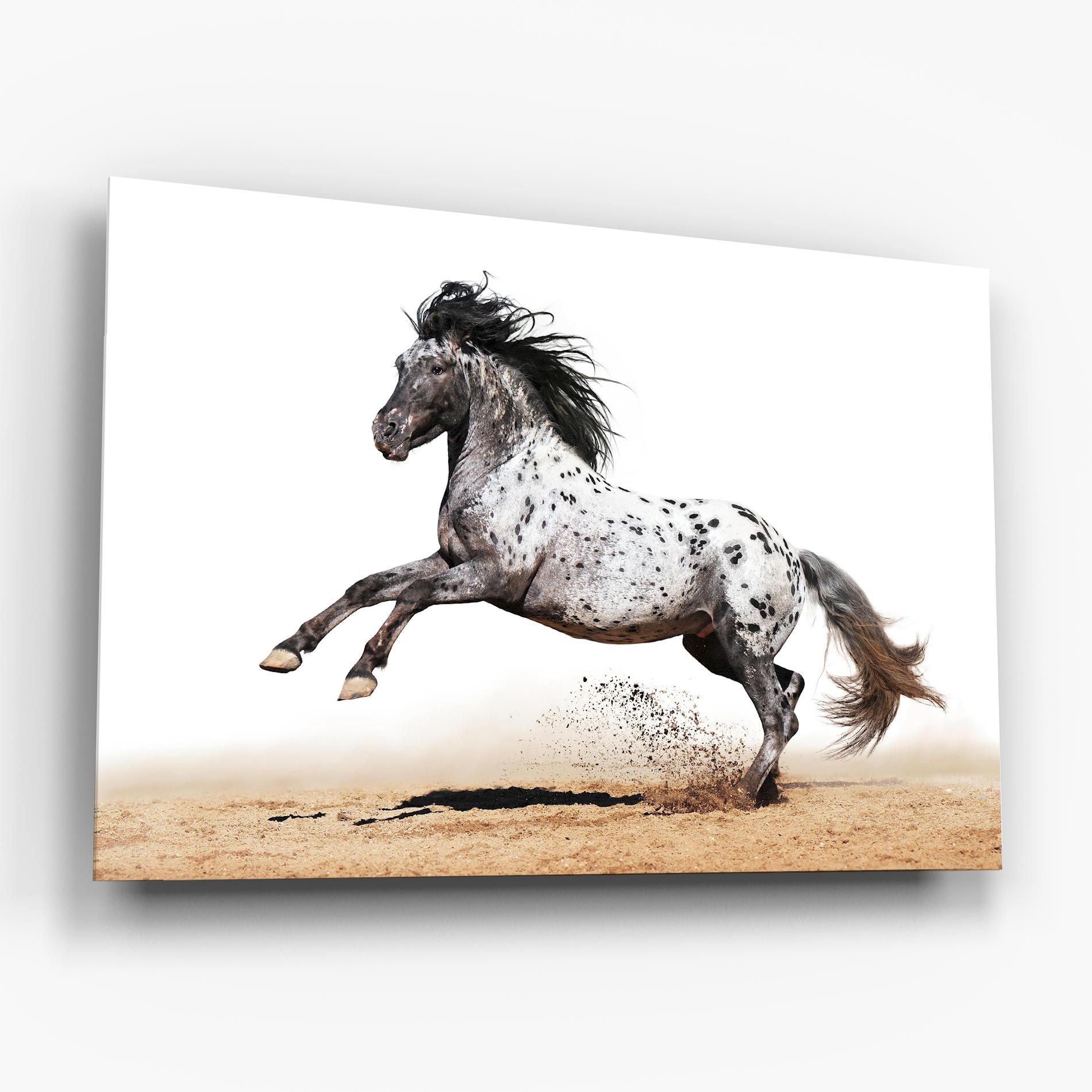 Appaloosa Horse Running mockup 6