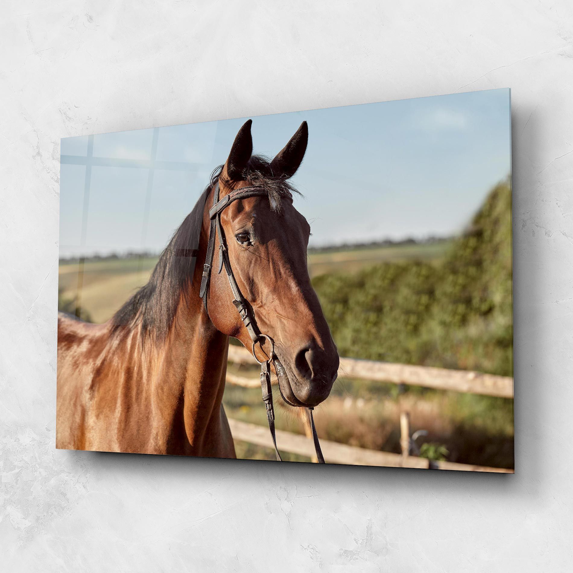 Brown Horse Close Up mockup 1