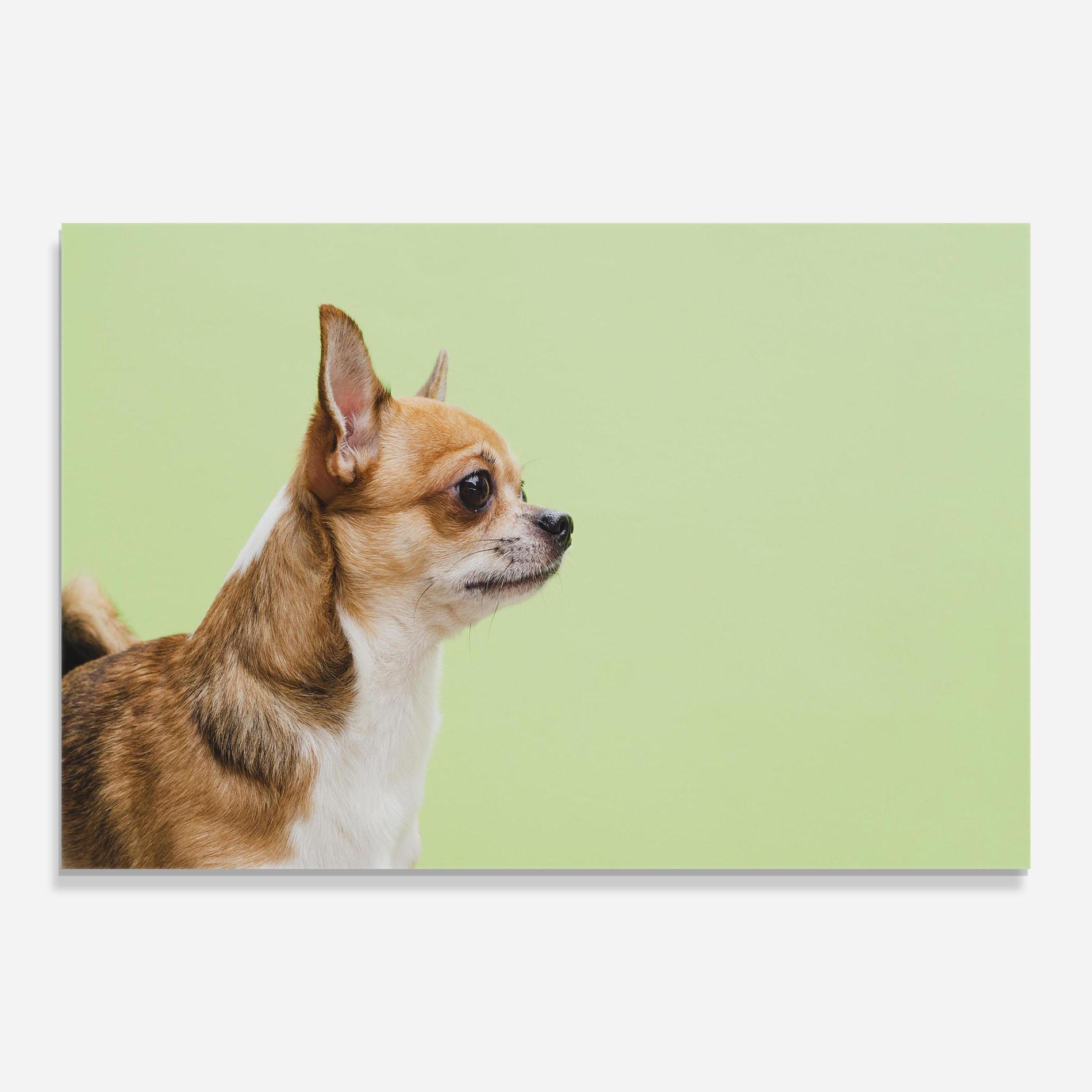 Стъклена картина Chihuahua Dog mockup 0
