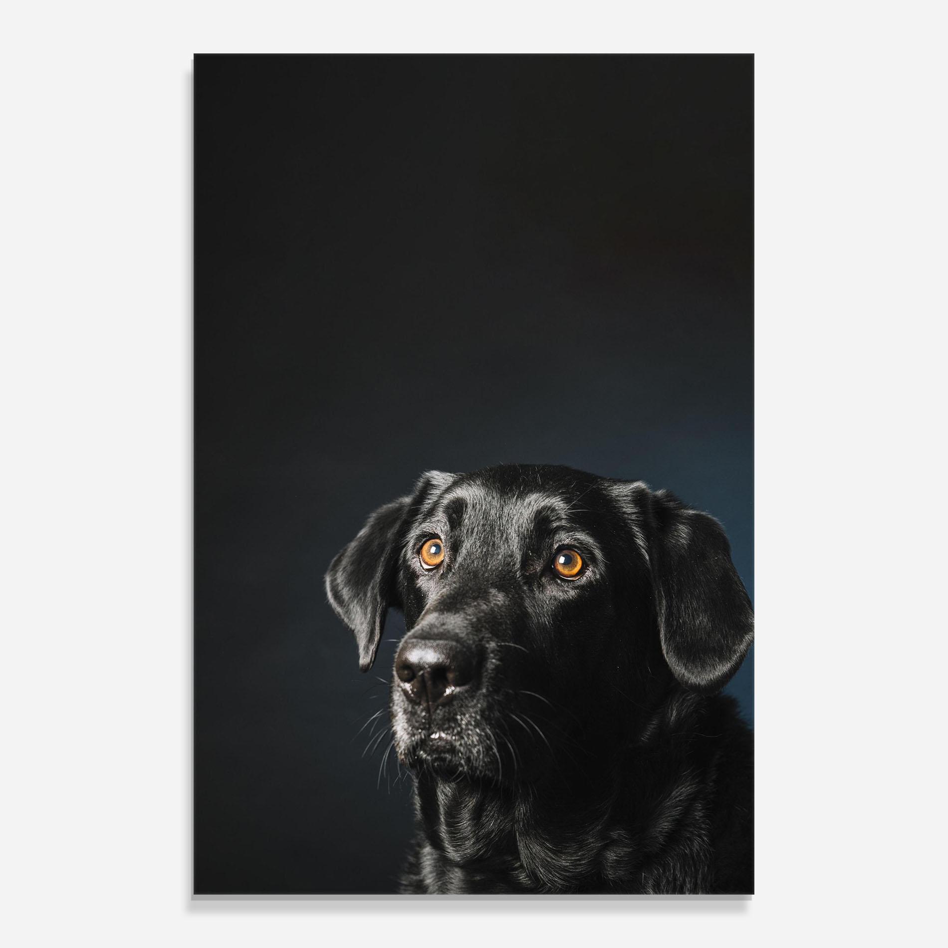 Стъклена картина Brown Eyes Dog mockup 0