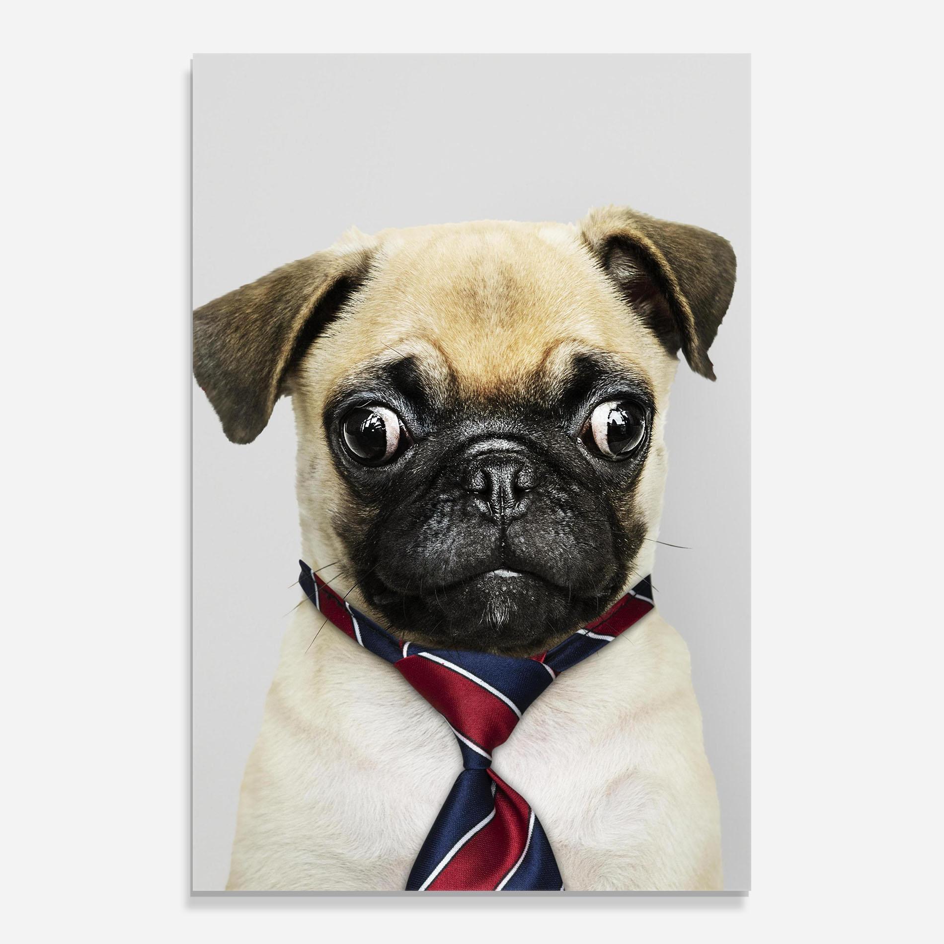 Стъклена картина Business Pug mockup 0