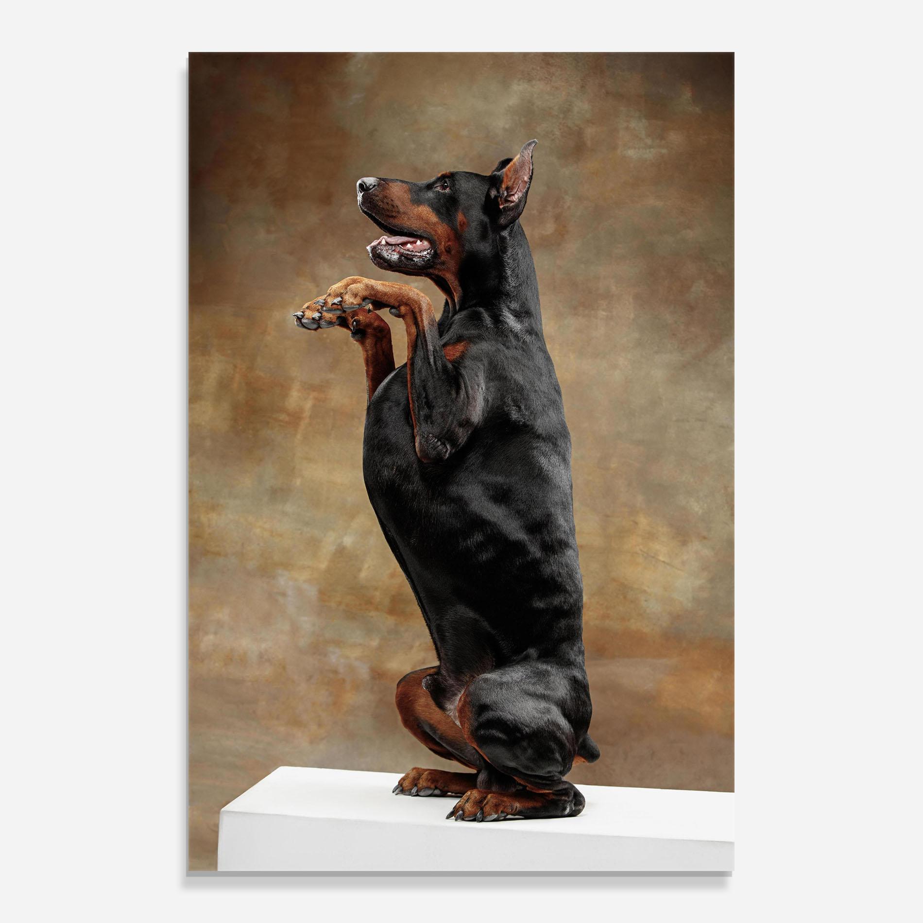Стъклена картина Doberman Standing mockup 0