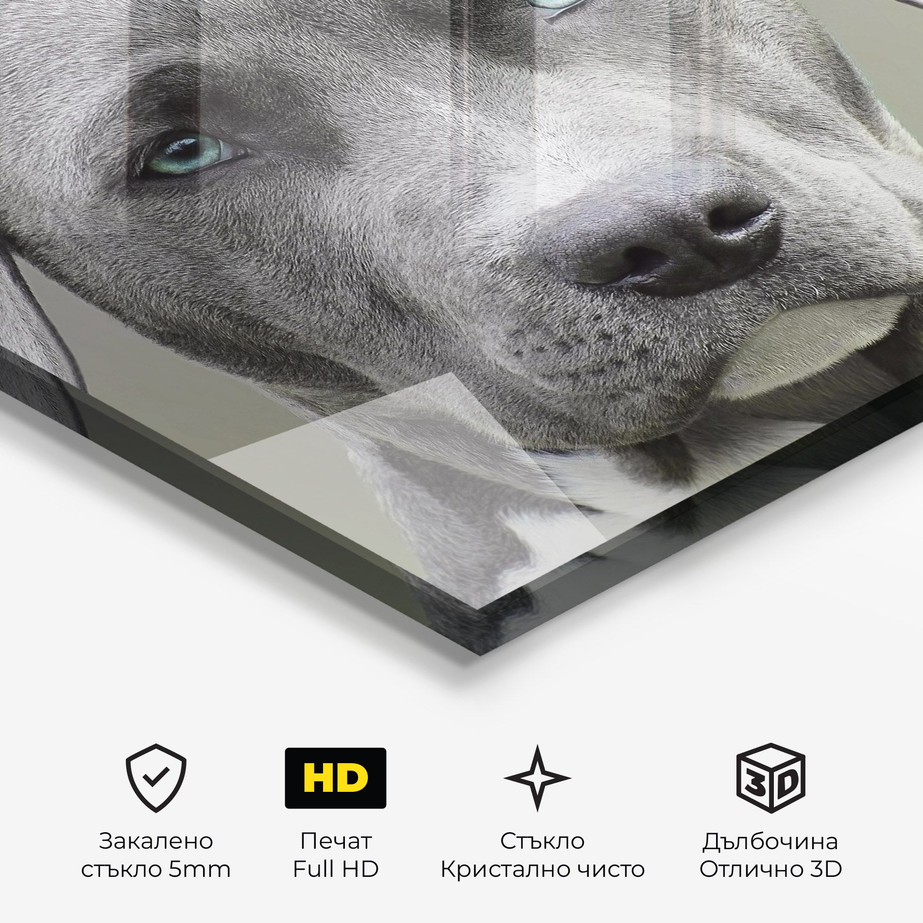 Blue Eyes Dog mockup 3