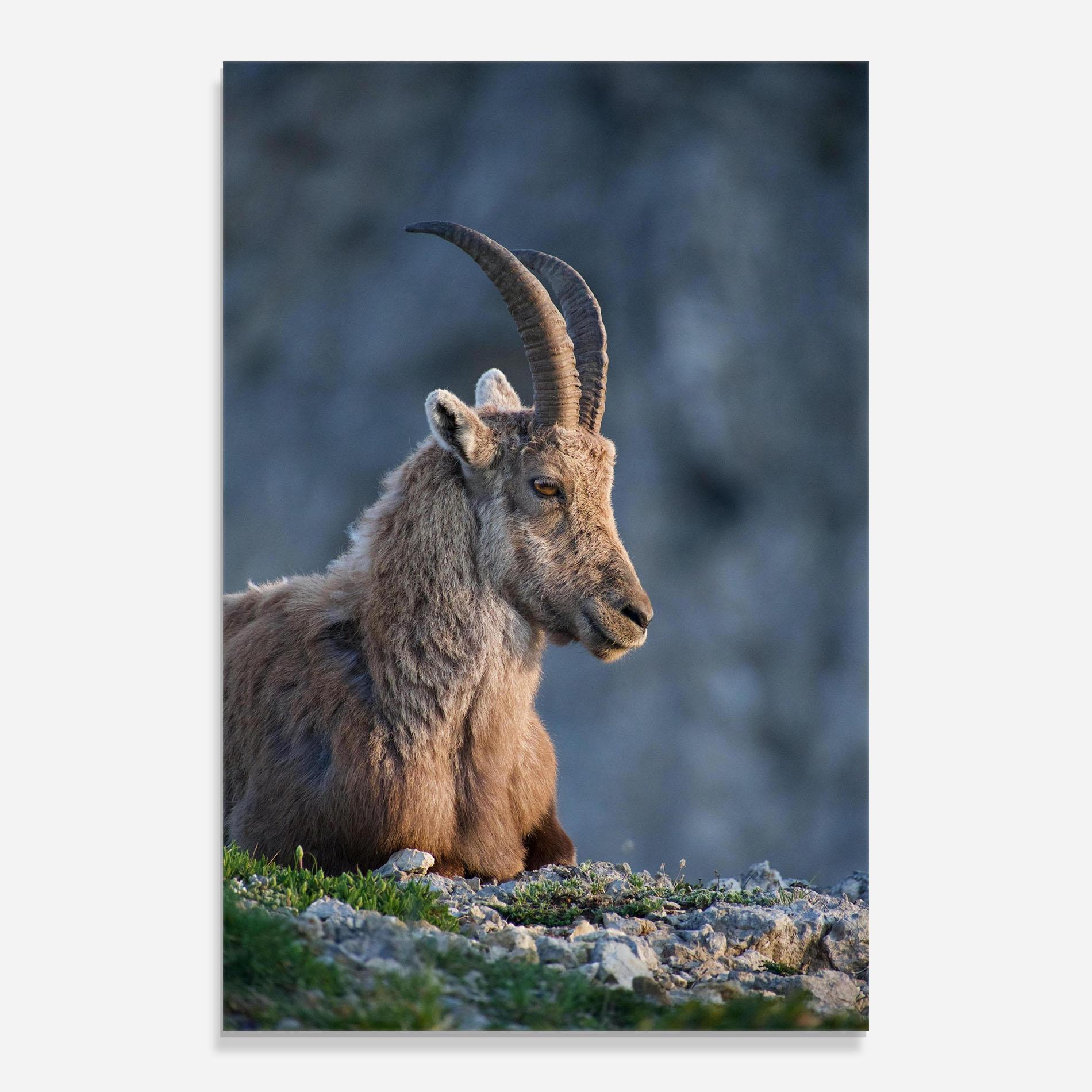 Стъклена картина Mountain Goat mockup 0