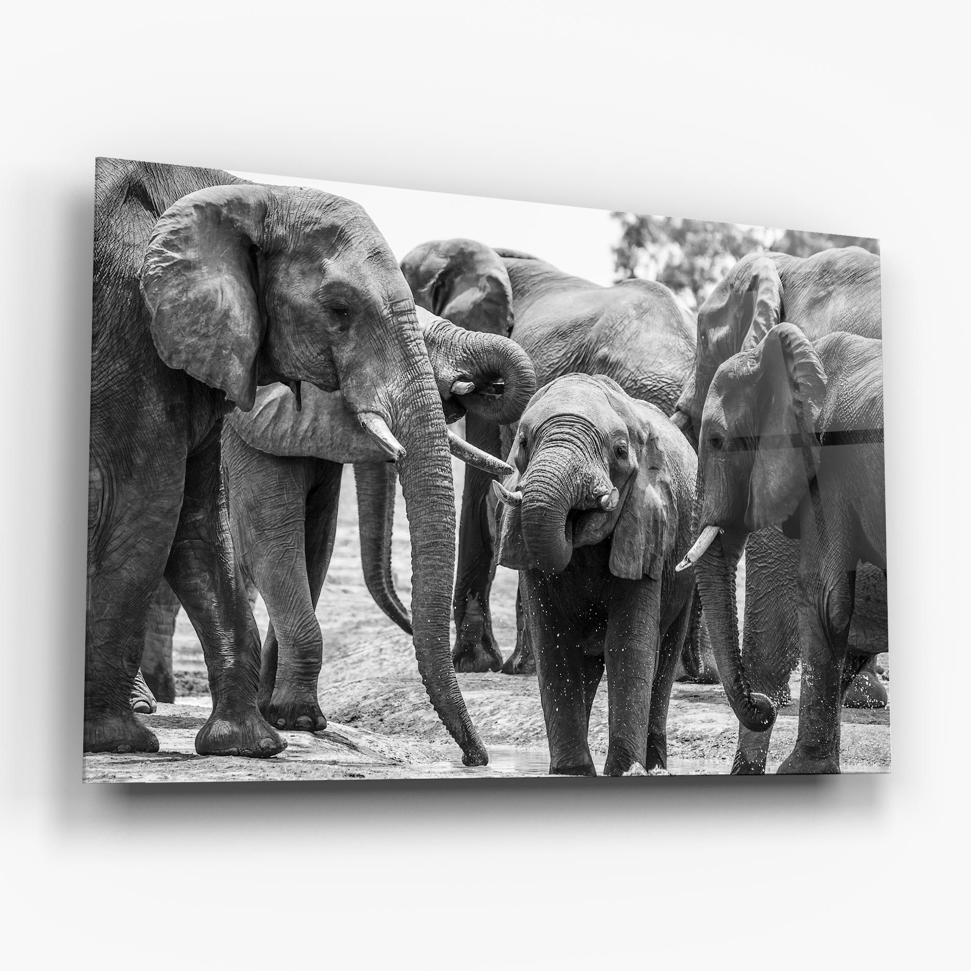 Elephant Playing mockup 6