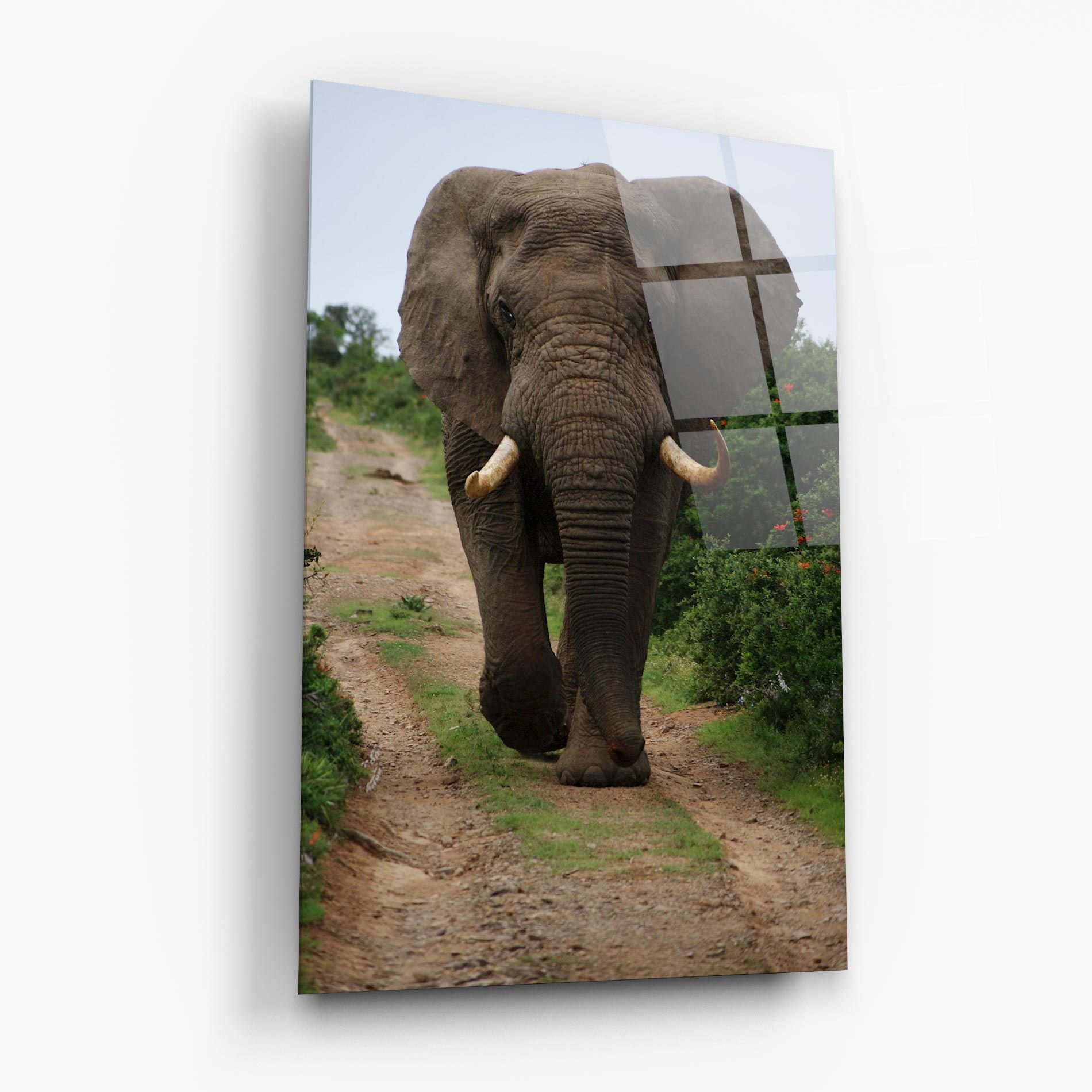 Elephant Safari mockup 6