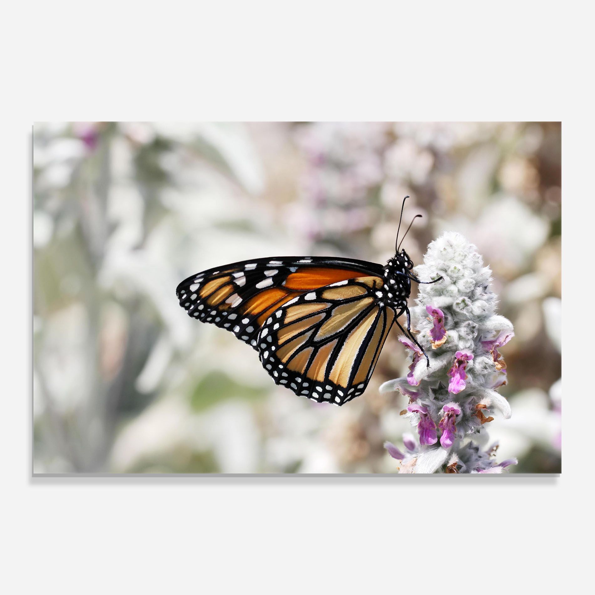 Beauty Butterfly mockup 0