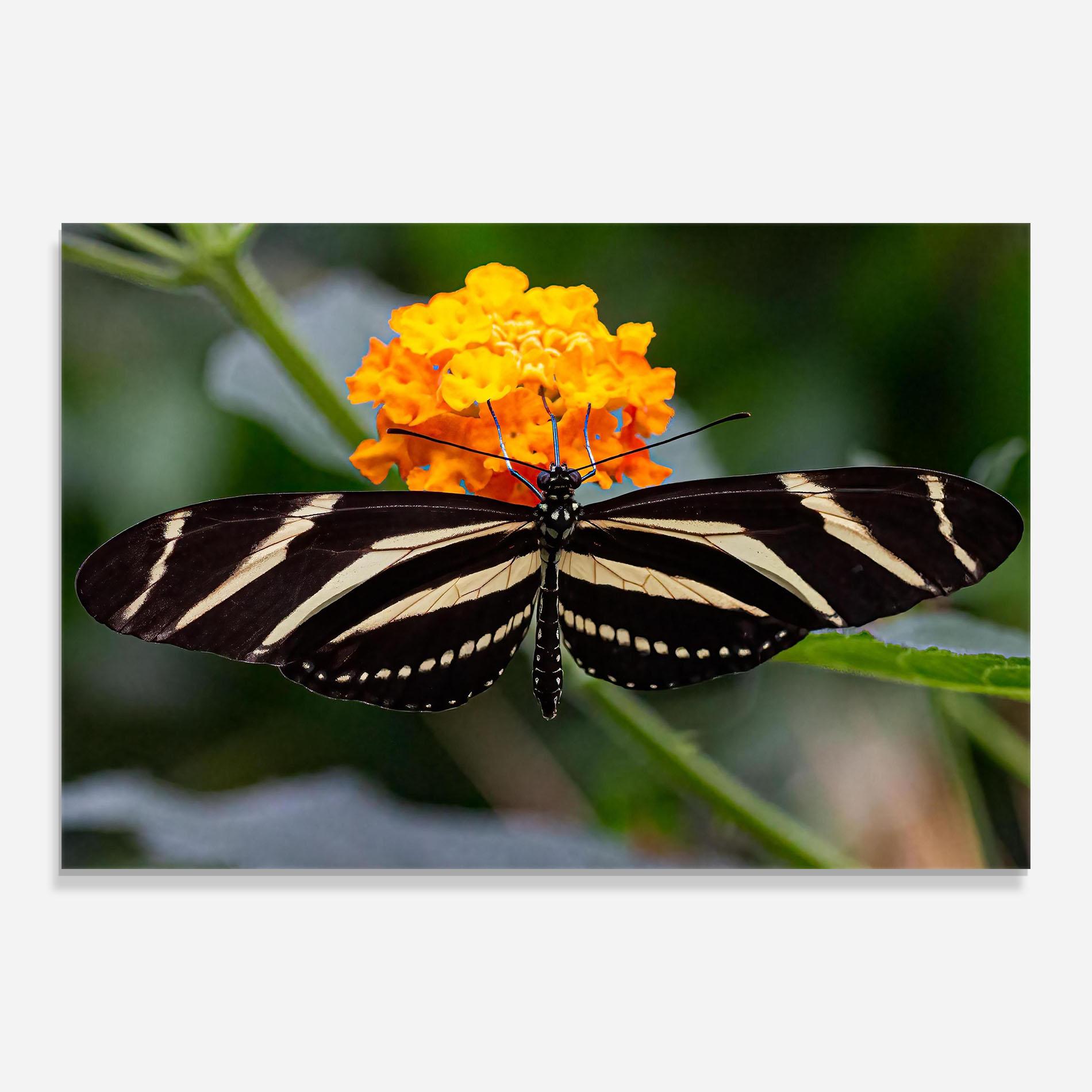 Стъклена картина Big Wings Butterfly mockup 0