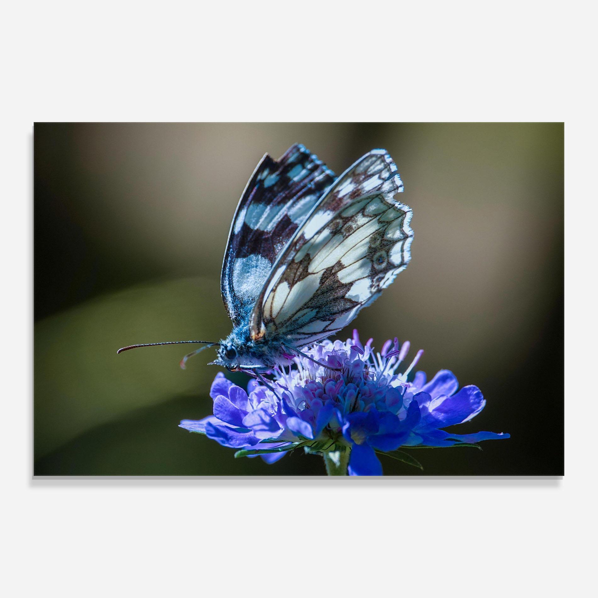 Стъклена картина Blue Butterfly In Nature mockup 0