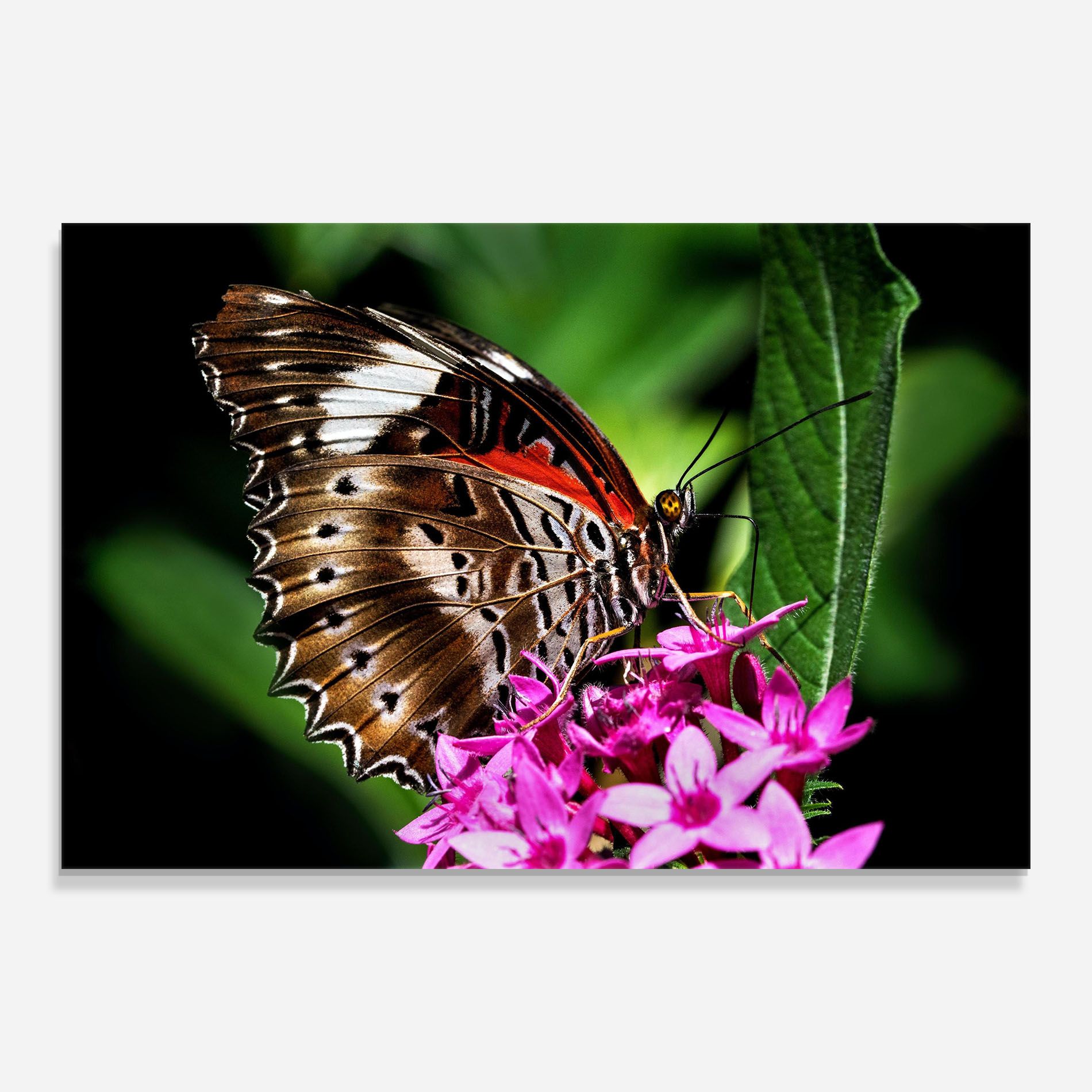 Brown Red Butterfly mockup 0