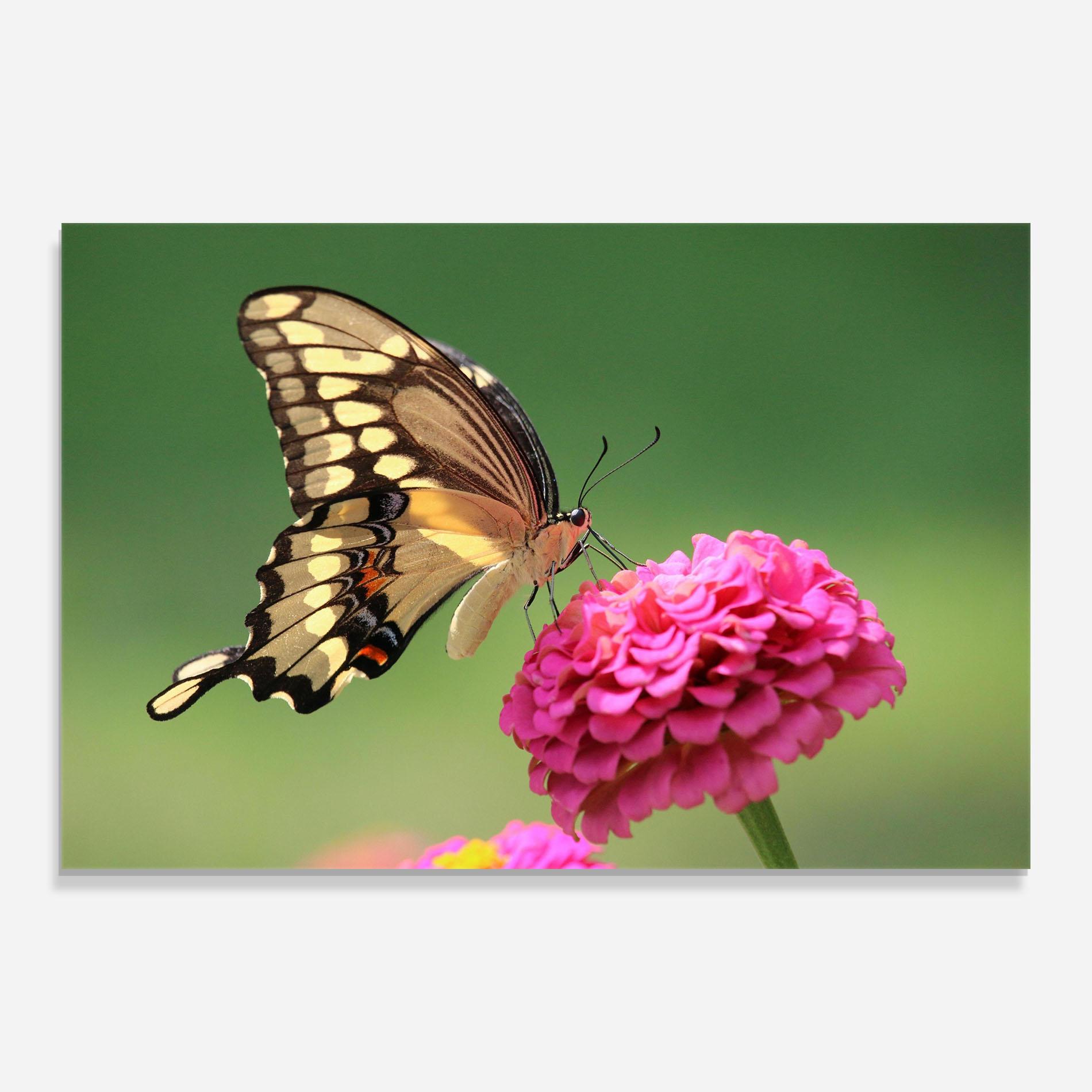 Стъклена картина Cute Cream Butterfly mockup 0