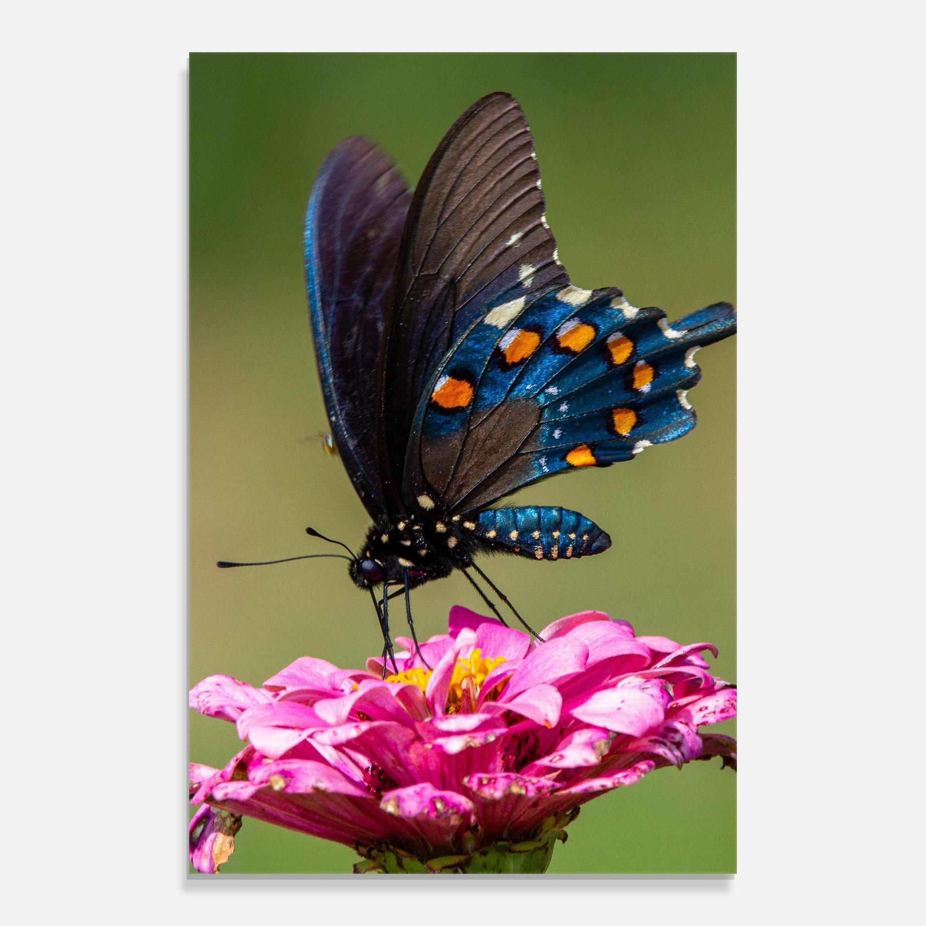 Стъклена картина Blue Grey Butterfly mockup 0