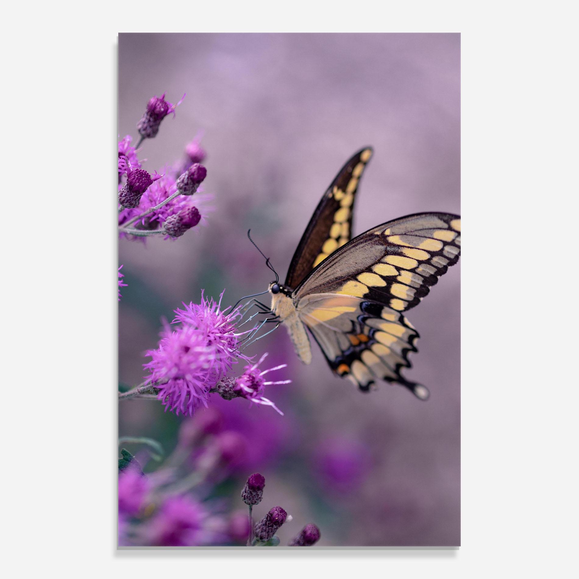 Стъклена картина Cream Black Butterfly mockup 0