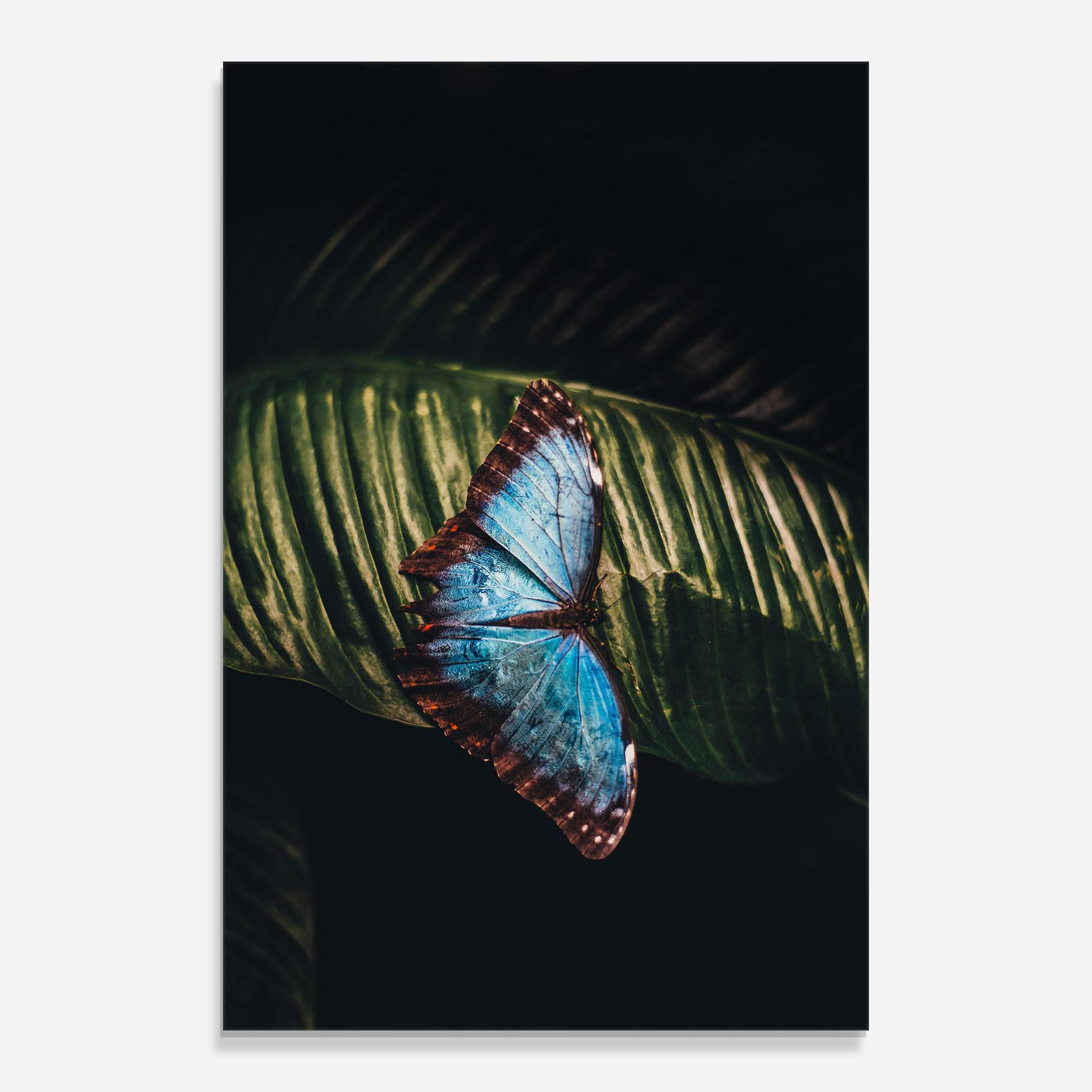 Стъклена картина Light Blue Butterfly mockup 0