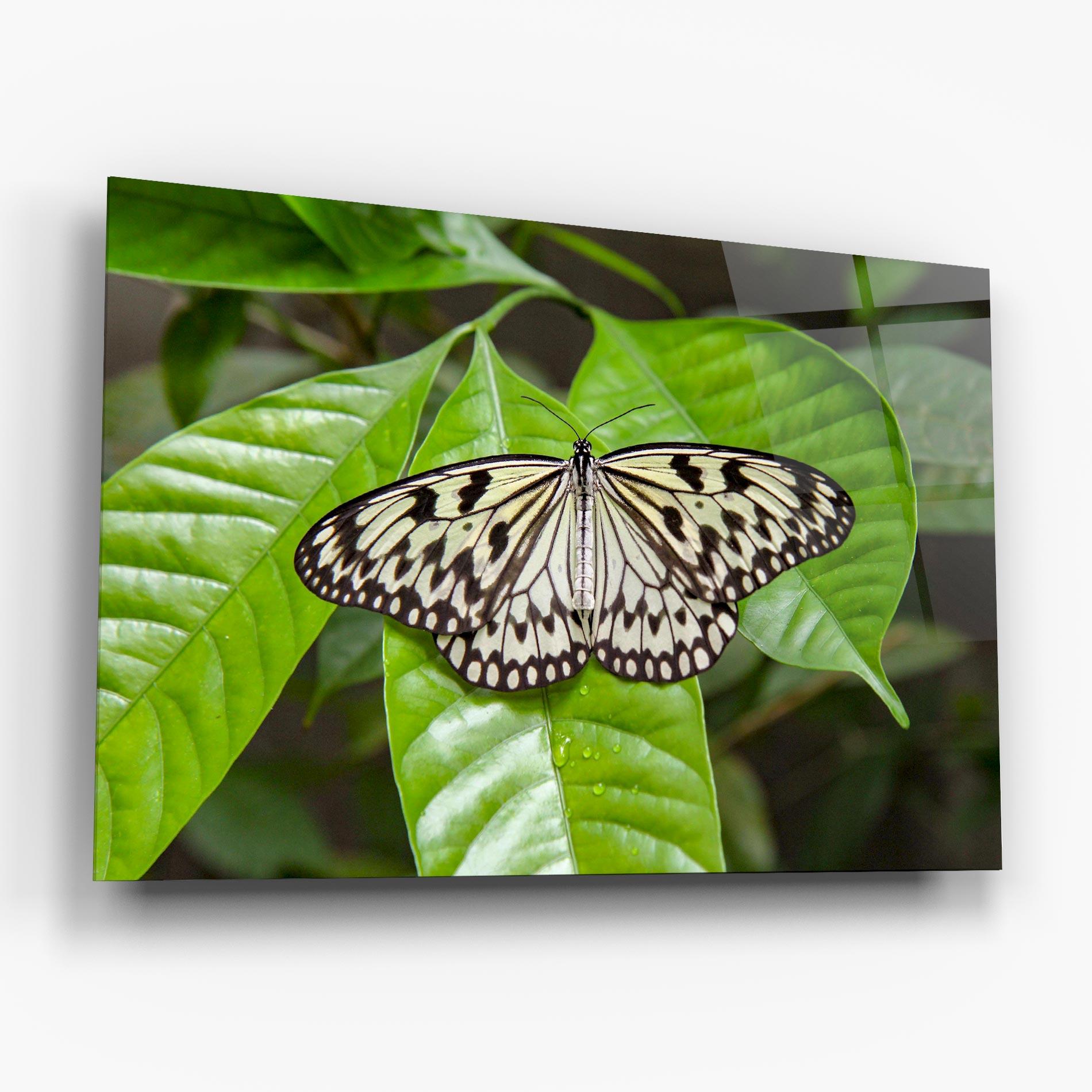 Стъклена картина Beautiful White Butterfly mockup 6
