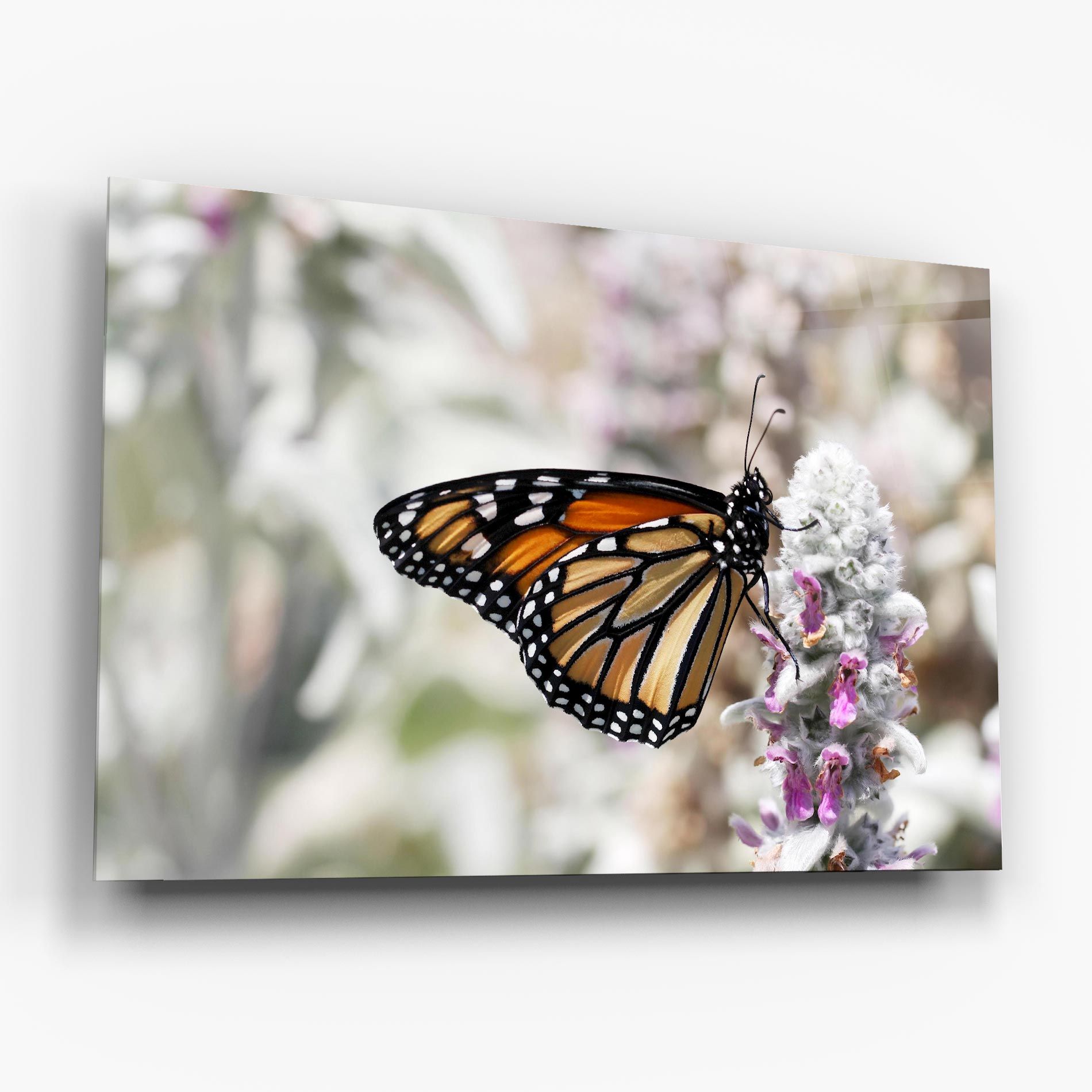 Beauty Butterfly mockup 6