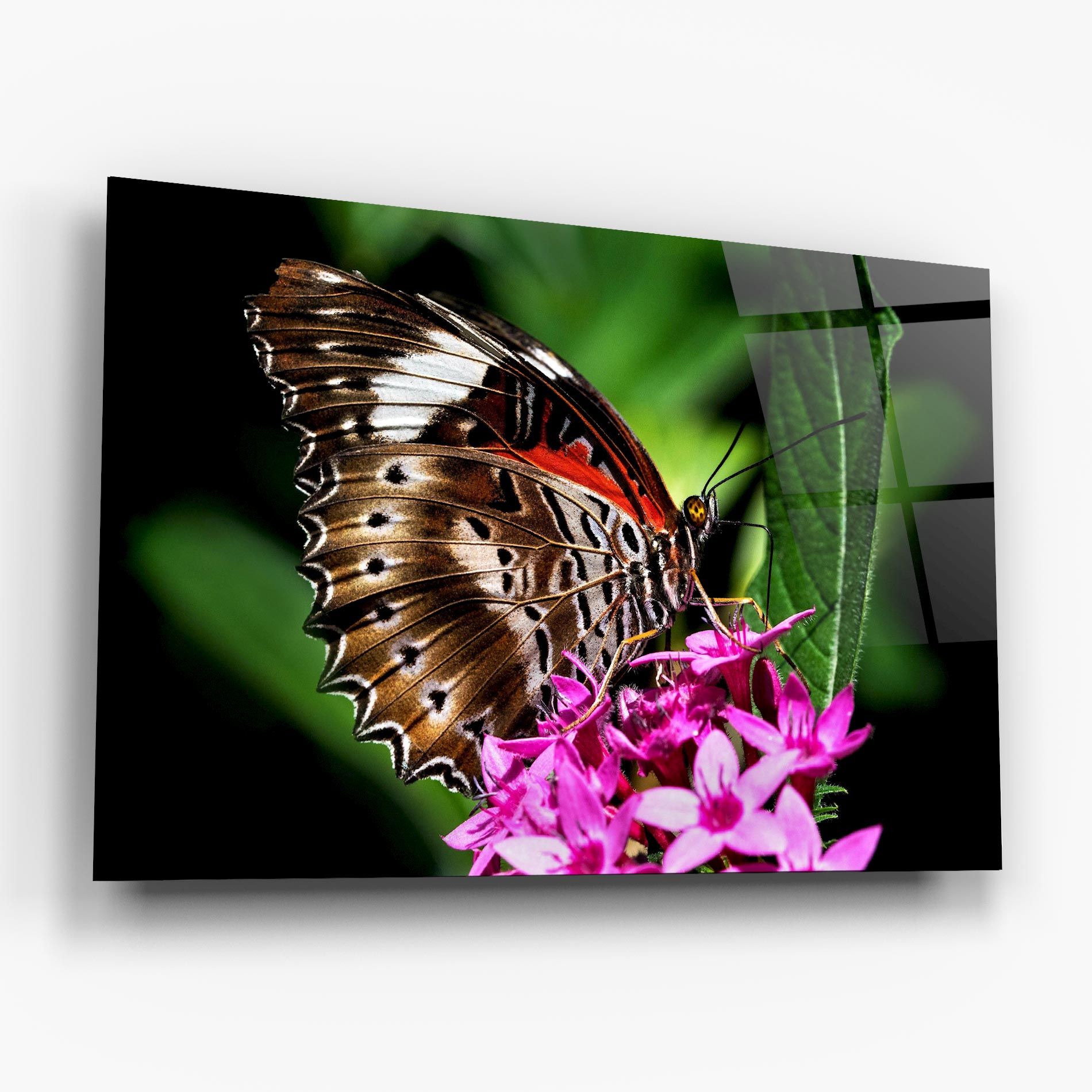 Brown Red Butterfly mockup 6