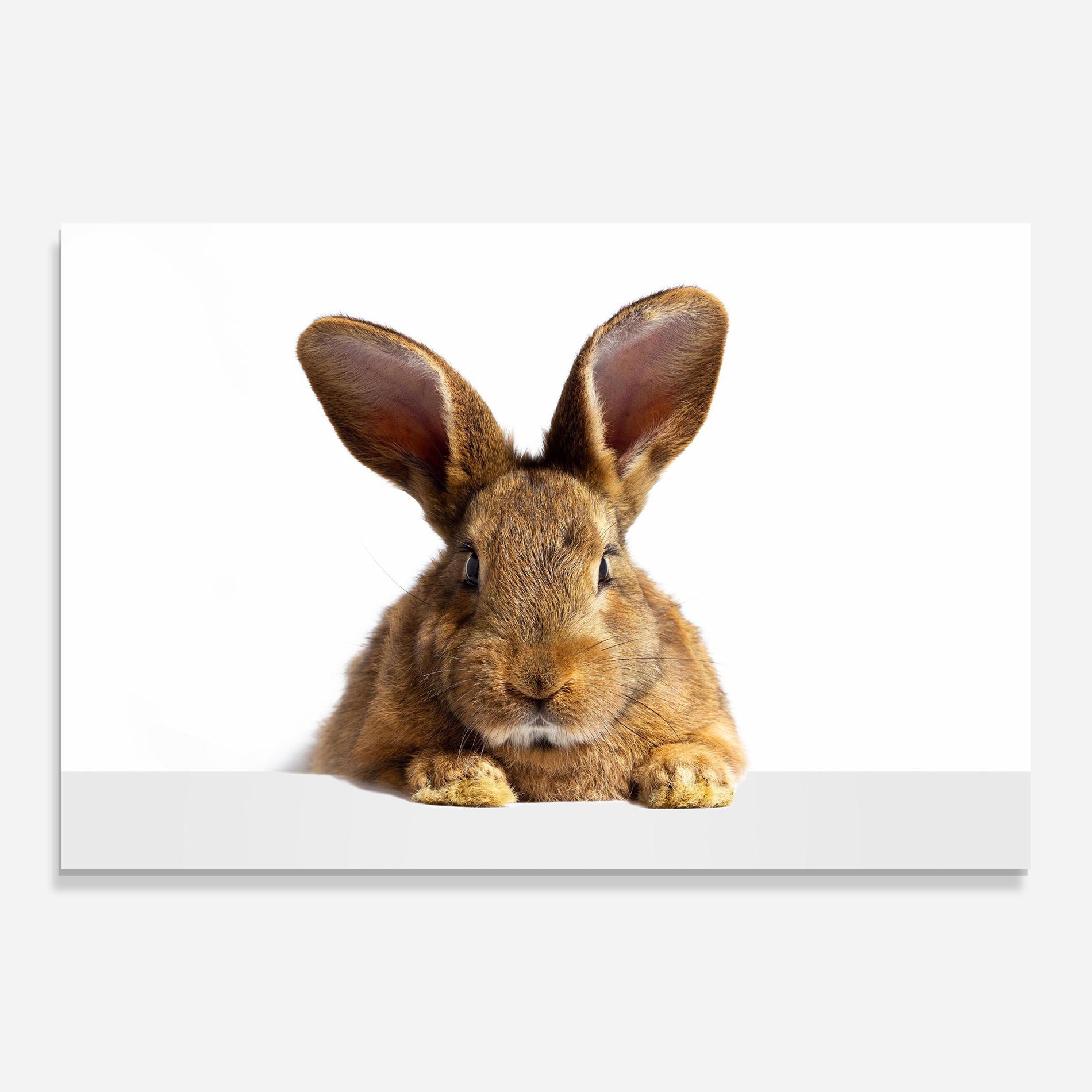 Brown Cute Bunny mockup 0