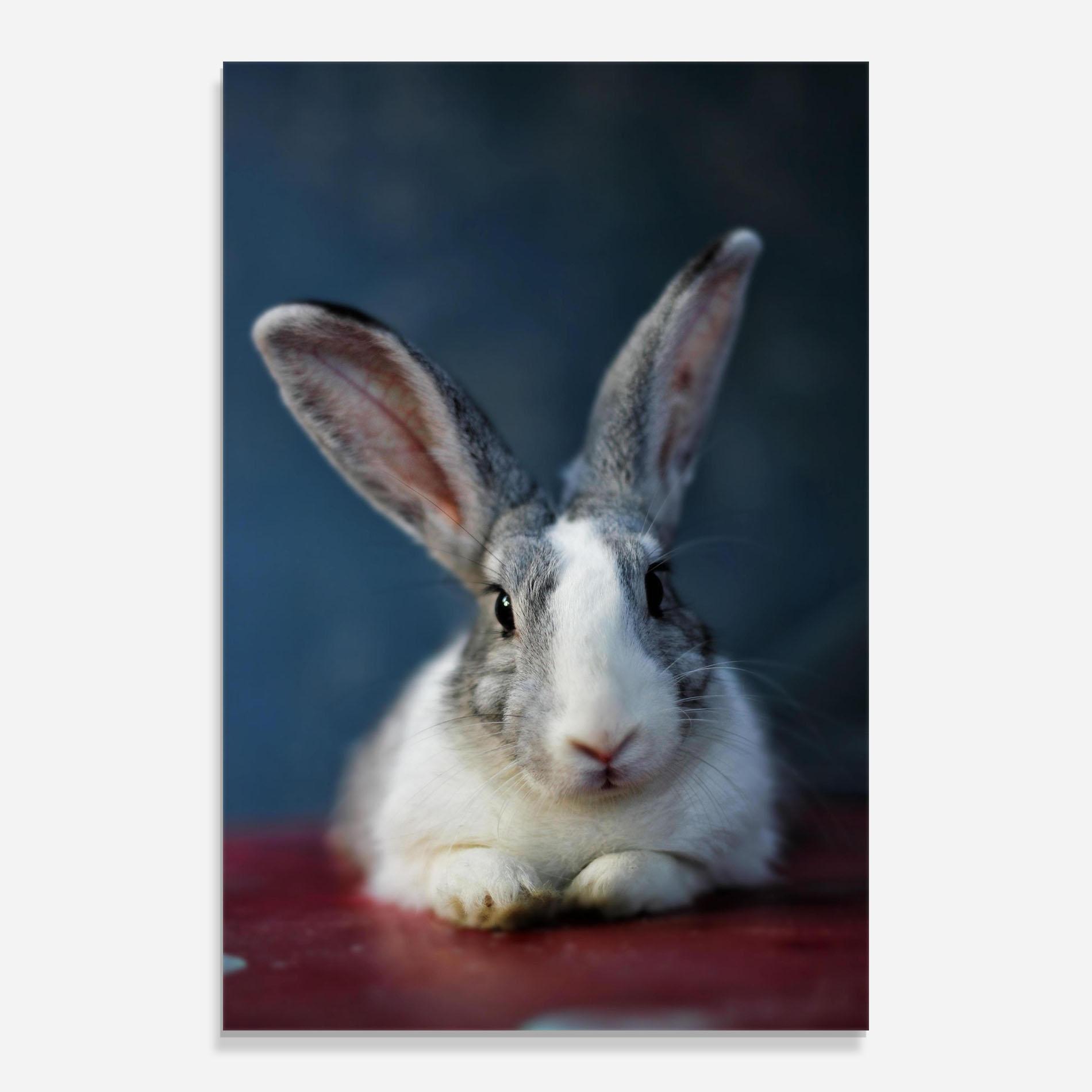 Стъклена картина Cute Grey Bunny mockup 0