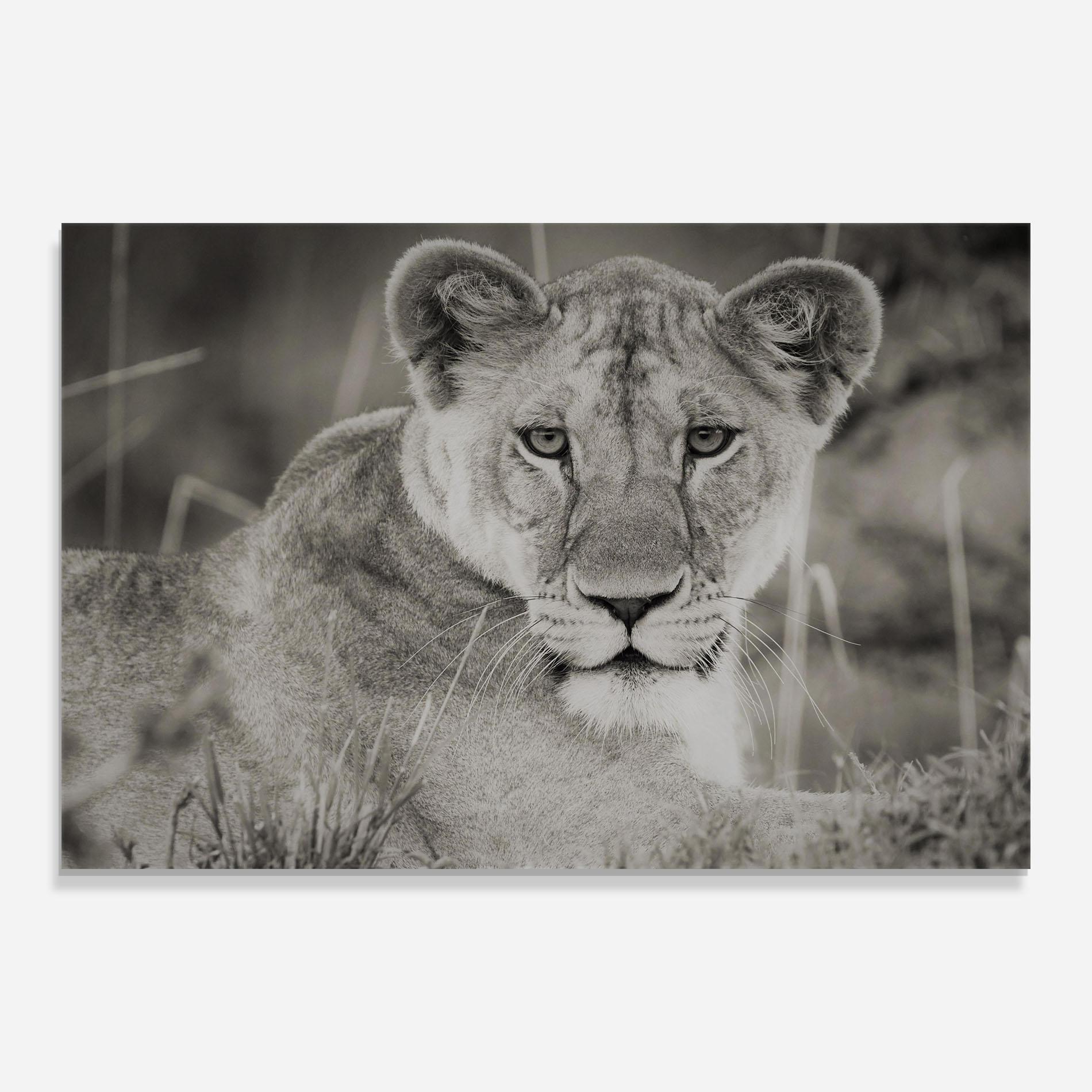Стъклена картина Grey Female Lion Looking mockup 0