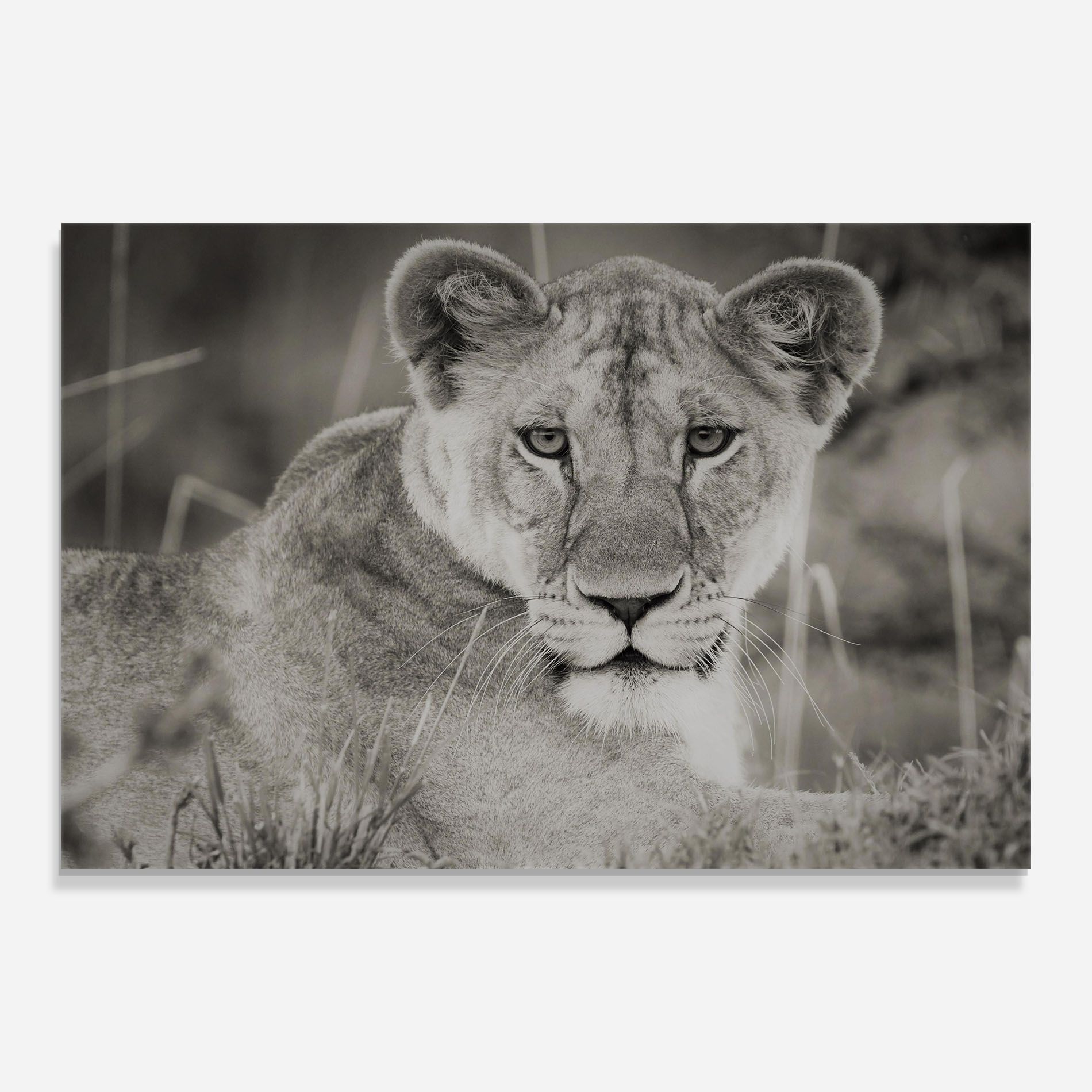 Grey Female Lion Looking mockup 0