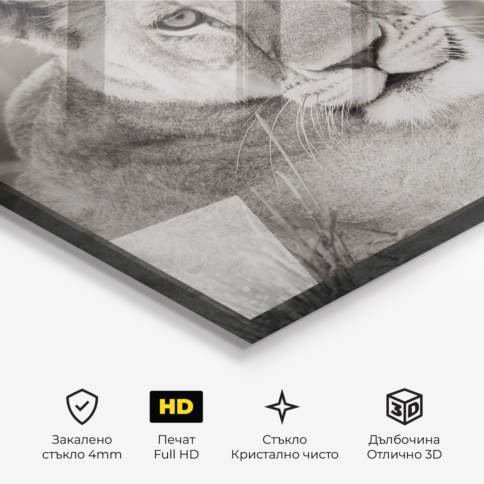 Стъклена картина Grey Female Lion Looking mockup 3