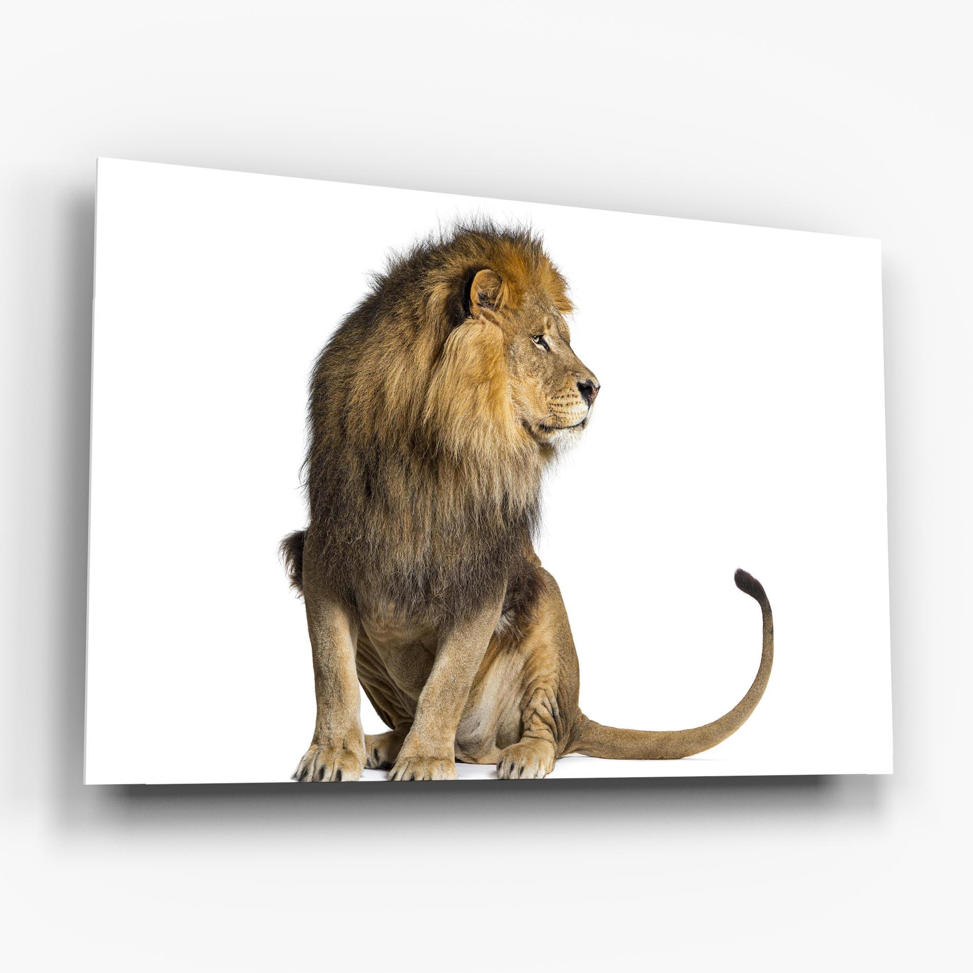 Стъклена картина Big Lion mockup 6