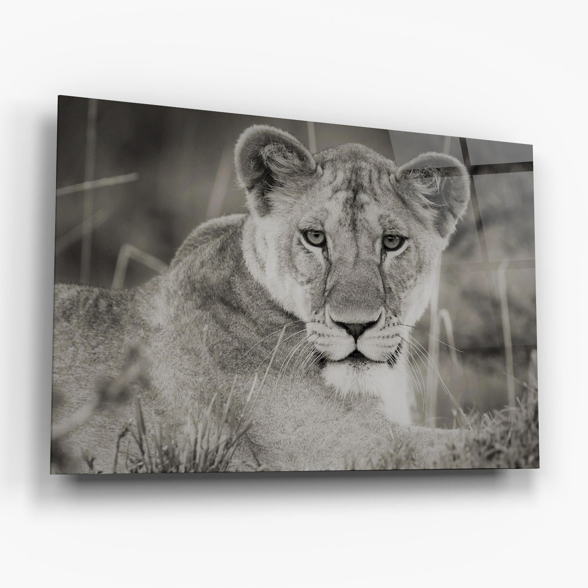 Grey Female Lion Looking mockup 6