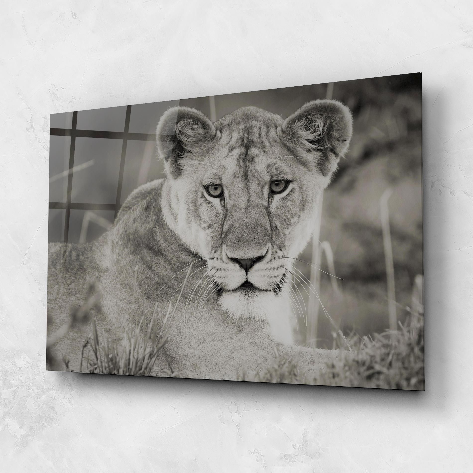 Grey Female Lion Looking mockup 1