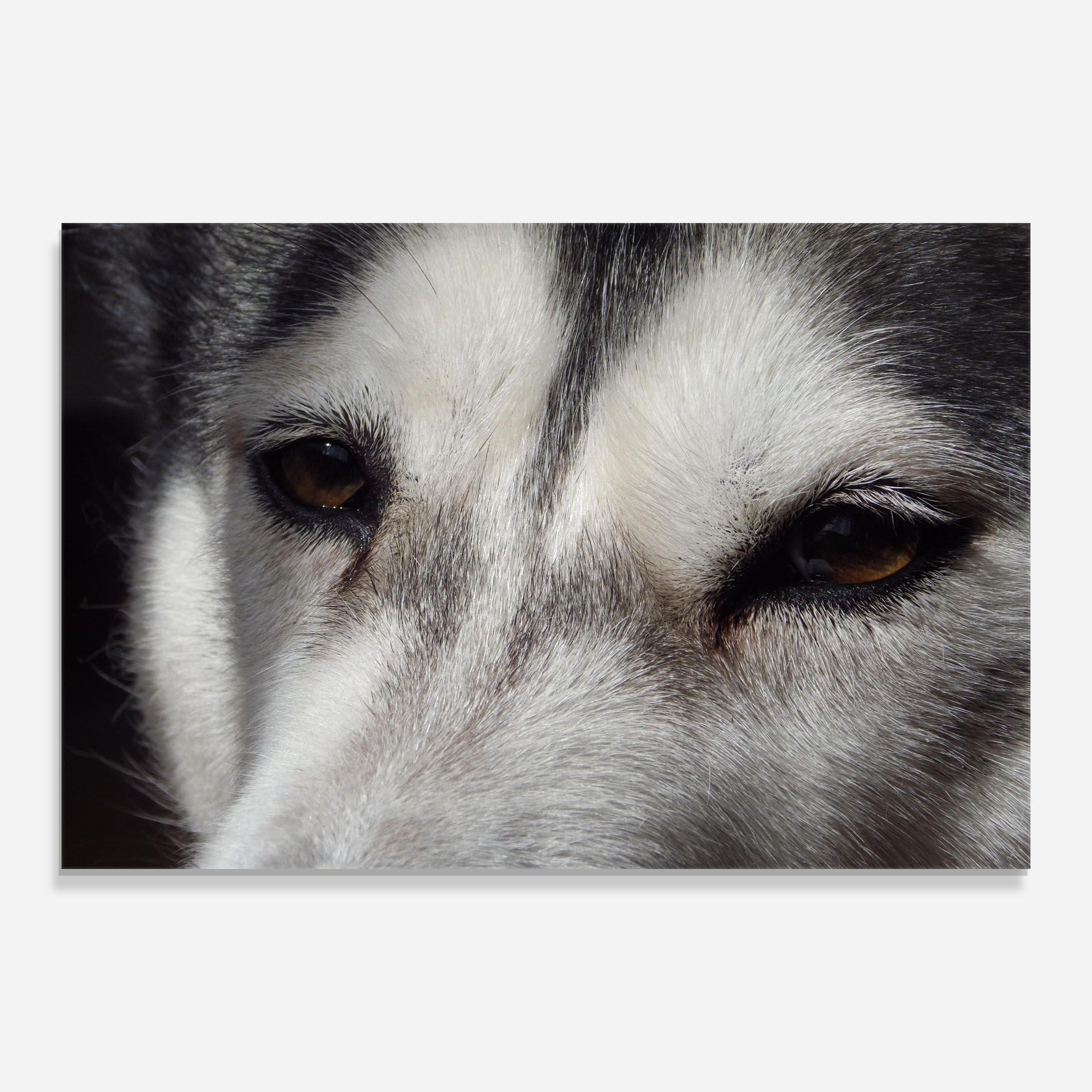 Close Up Wolf mockup 0