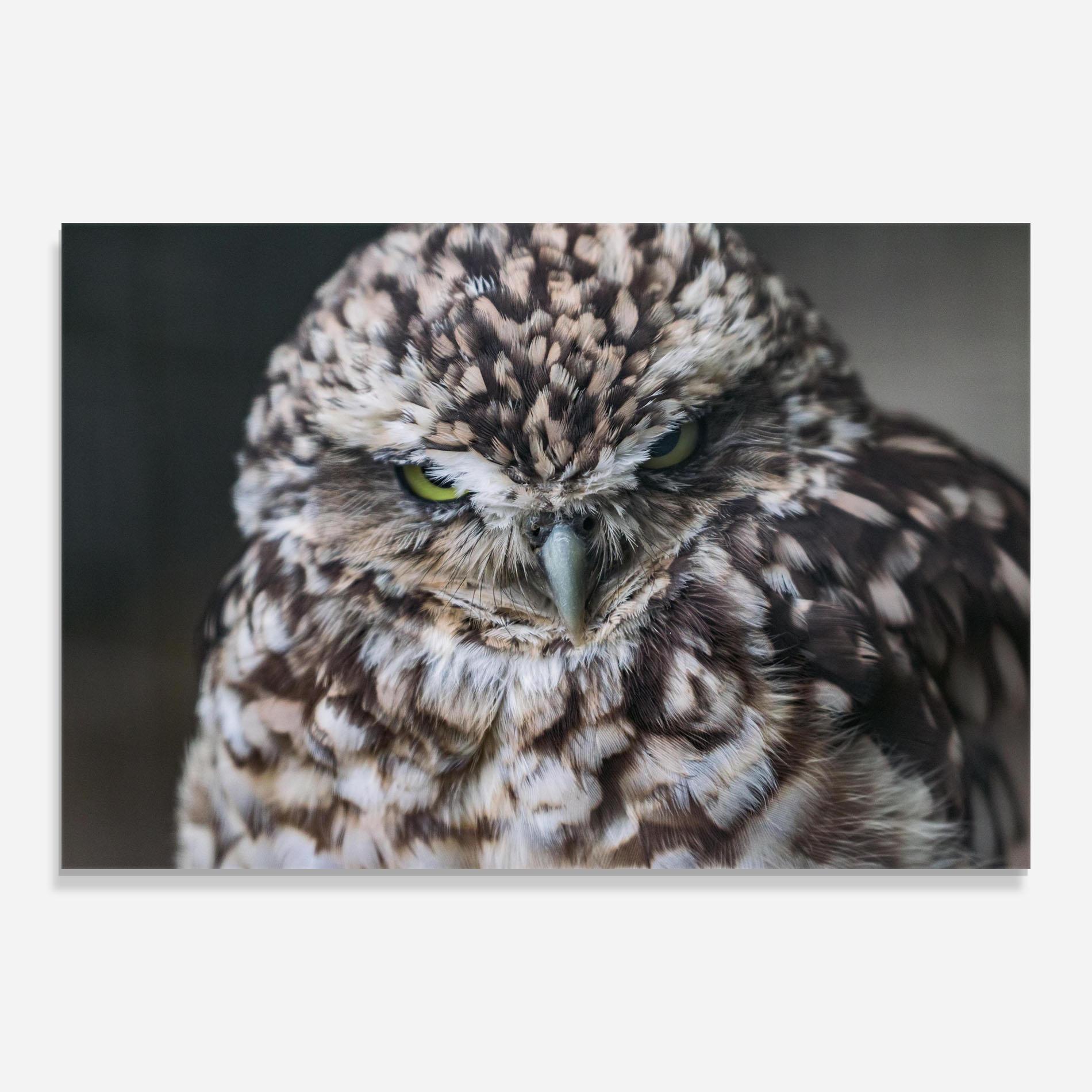 Стъклена картина Angry Little Owl mockup 0