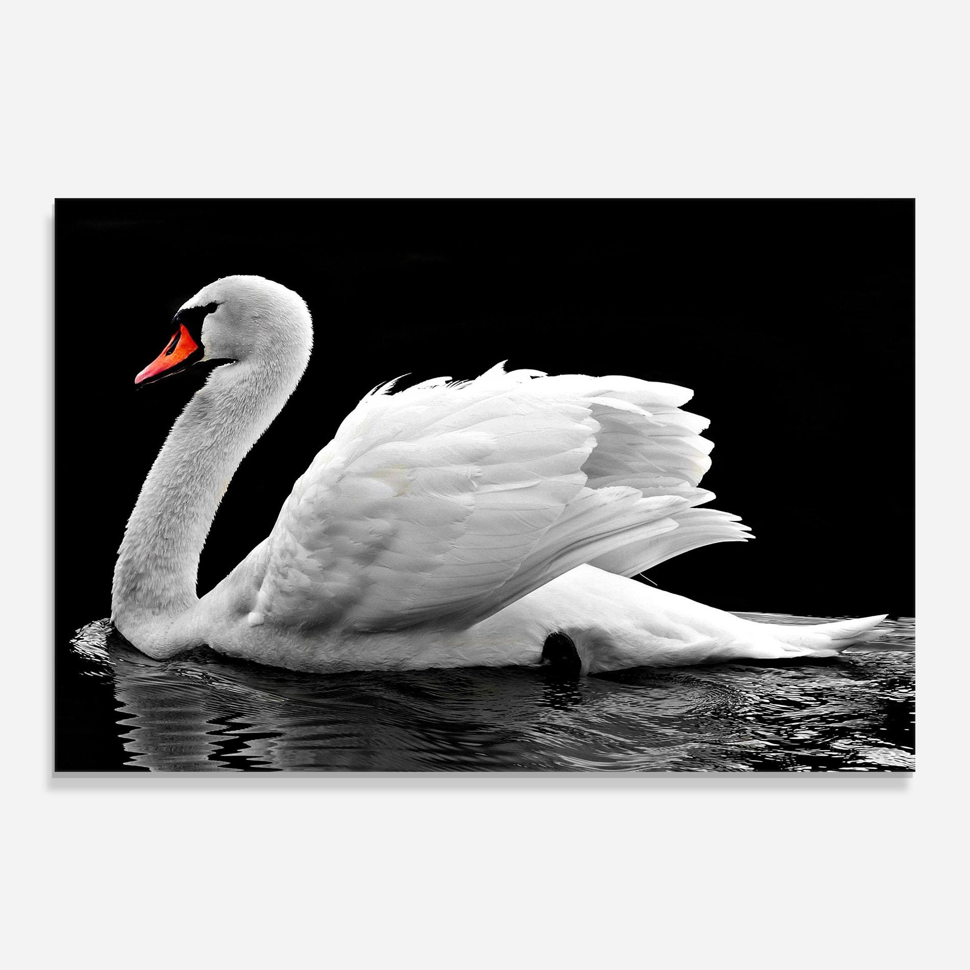 Стъклена картина Black And White Swan mockup 0