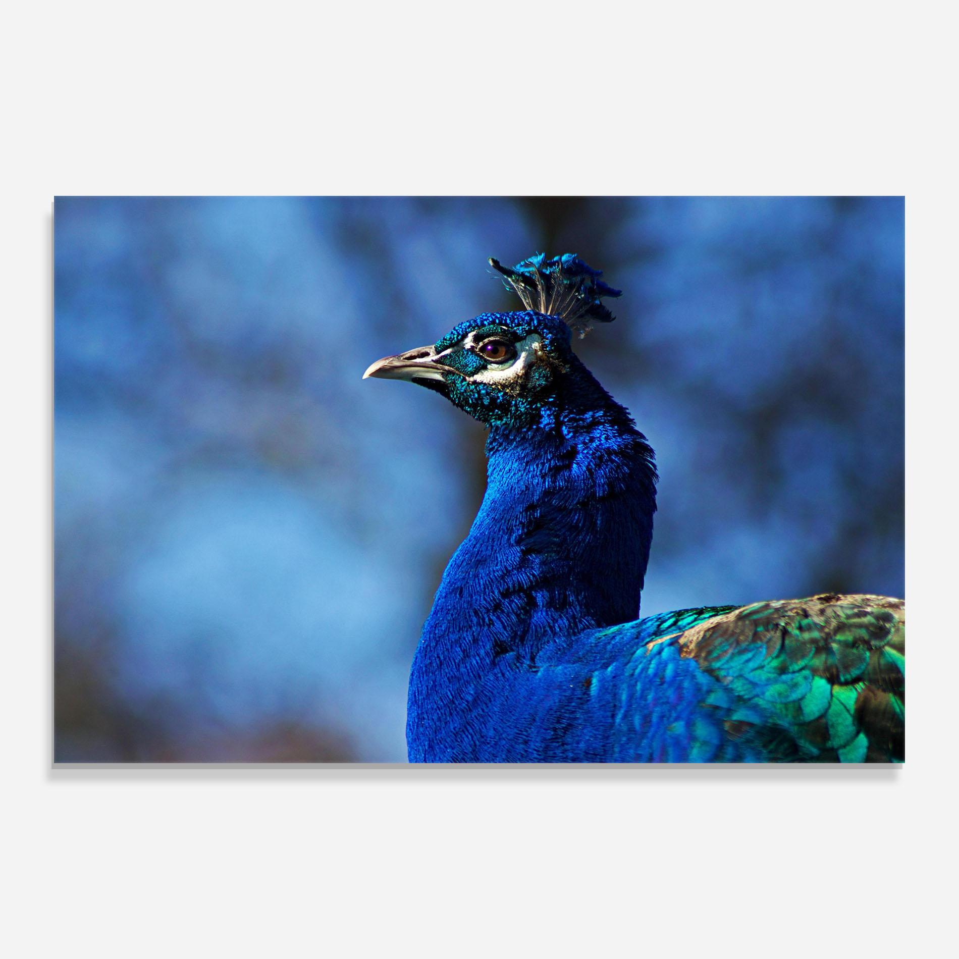 Стъклена картина Blue Bird mockup 0