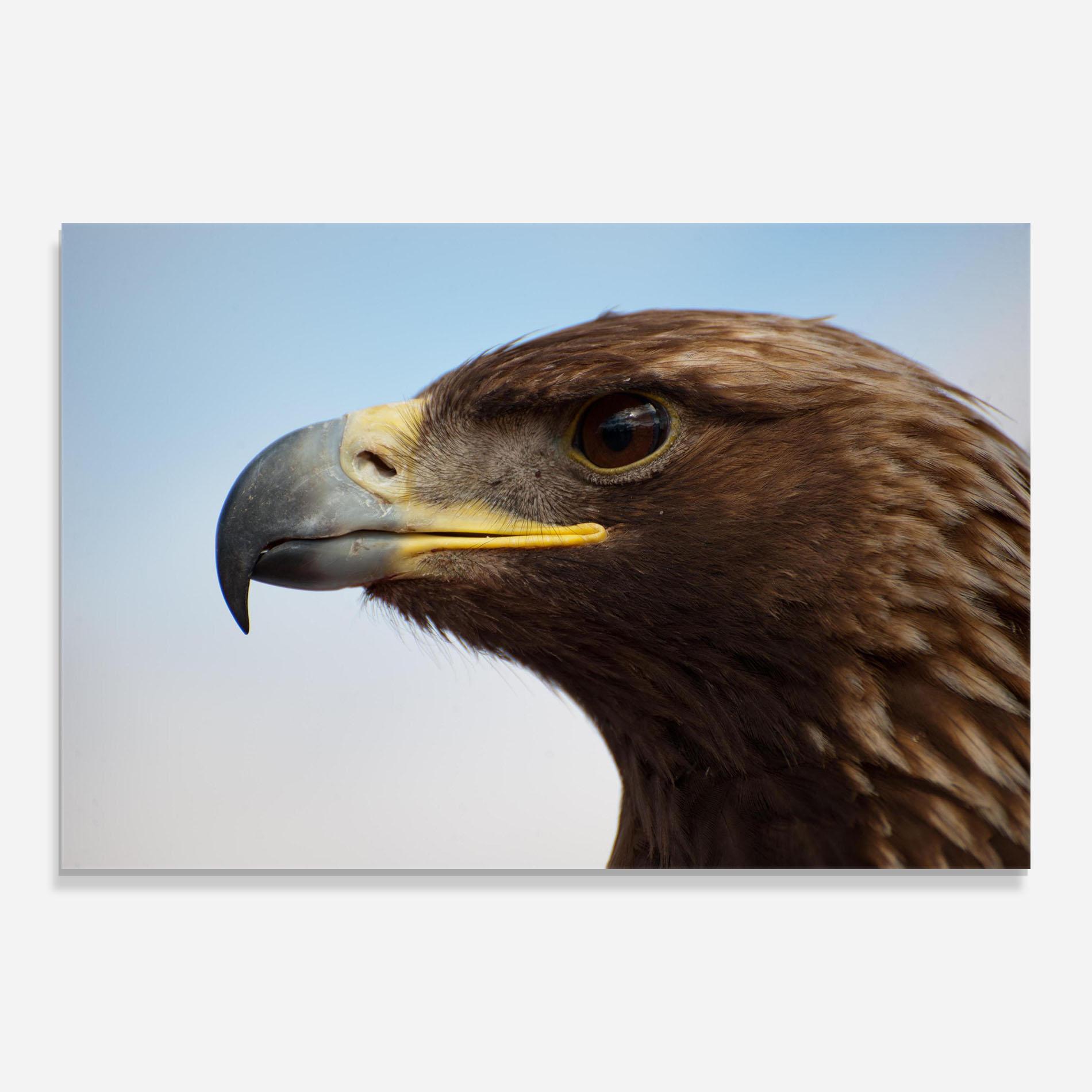 Стъклена картина Brown Head Eagle mockup 0