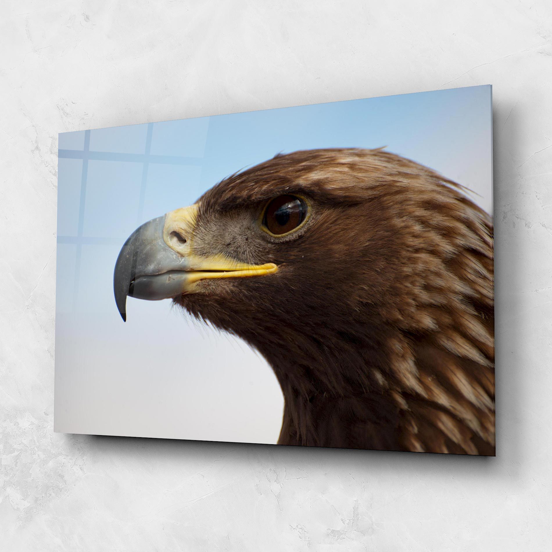Brown Head Eagle mockup 1