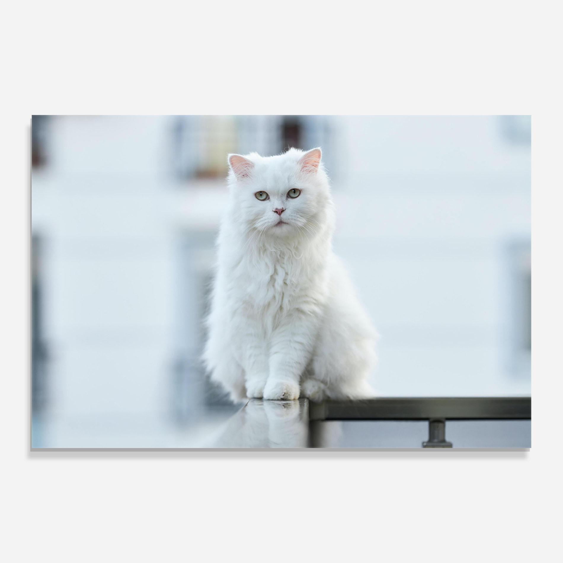 Стъклена картина Big White Cat mockup 0