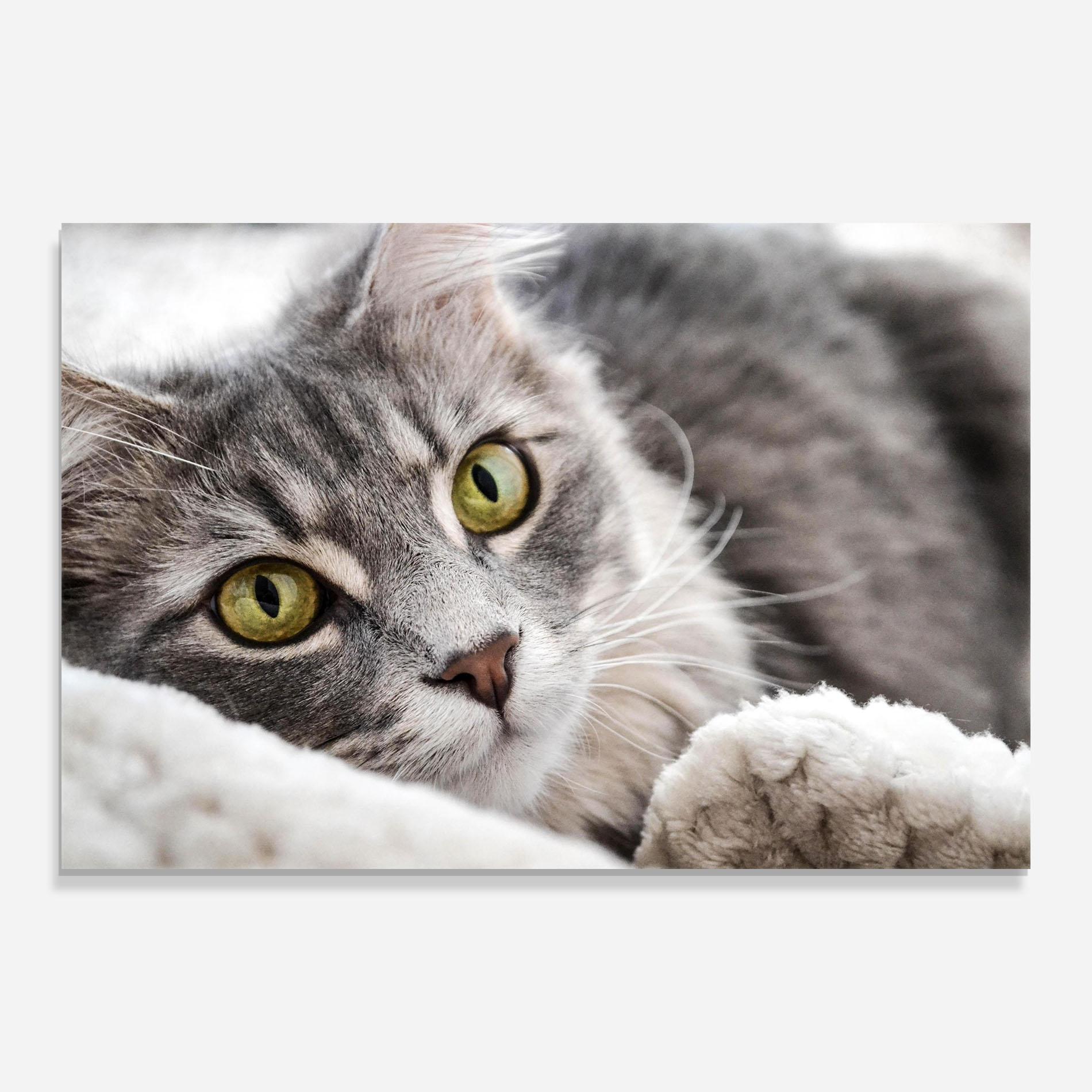 Стъклена картина Grey Fluffy Cat mockup 0