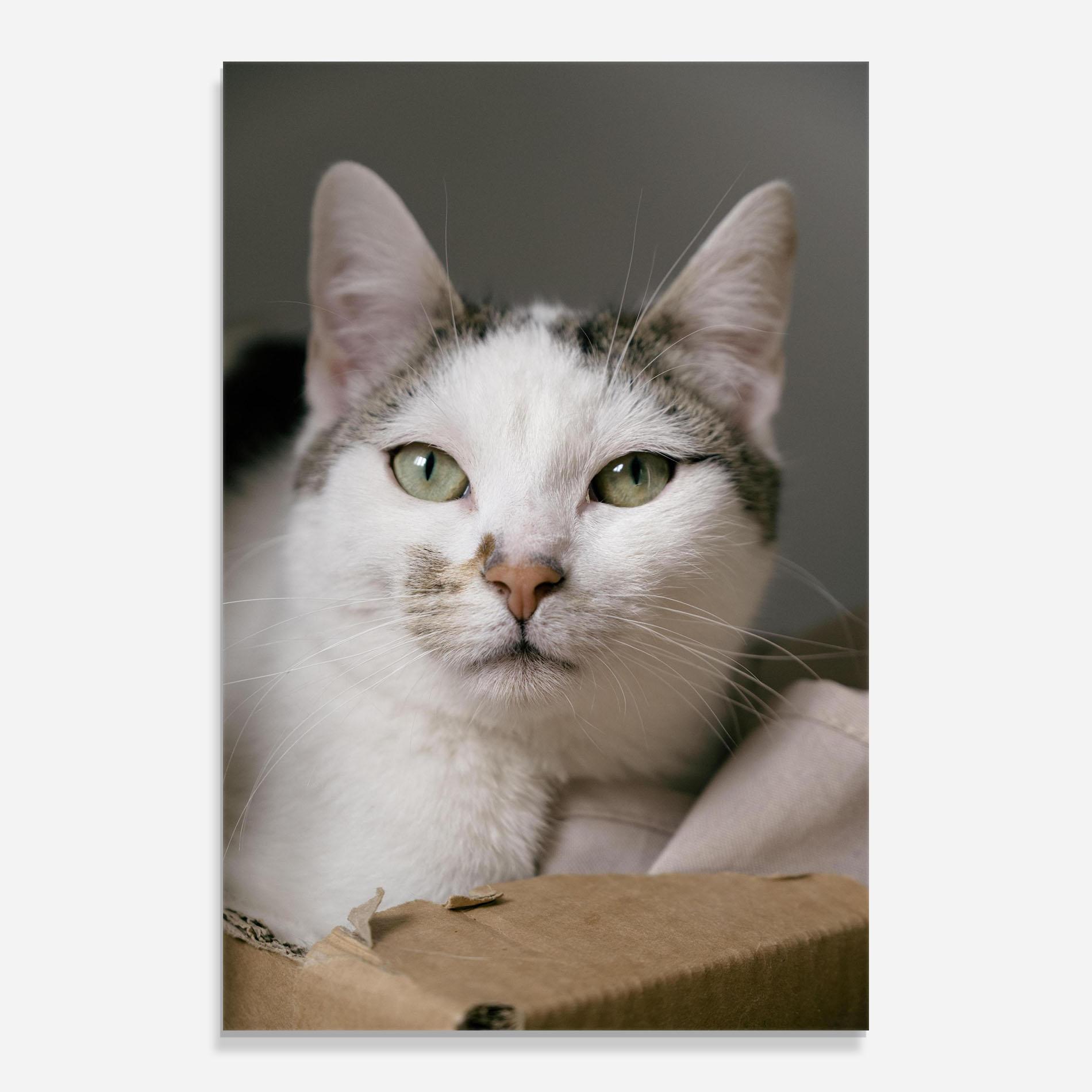 Стъклена картина Big Sleepy Cat mockup 0