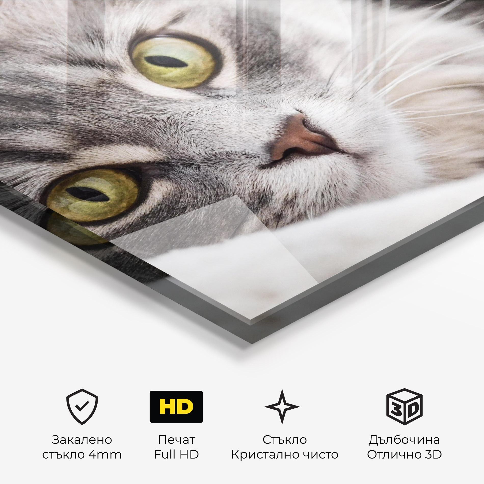 Стъклена картина Grey Fluffy Cat mockup 3