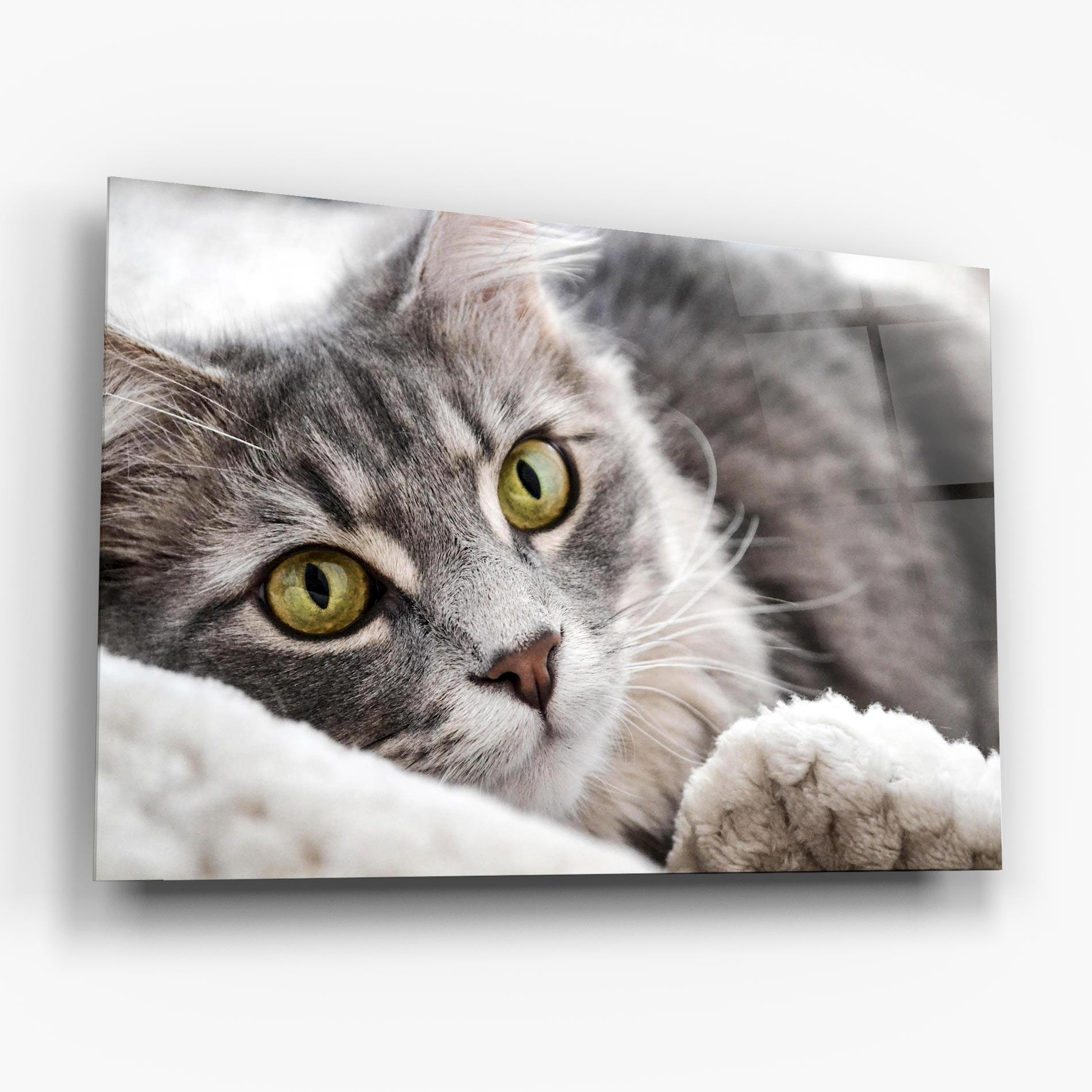 Стъклена картина Grey Fluffy Cat mockup 6
