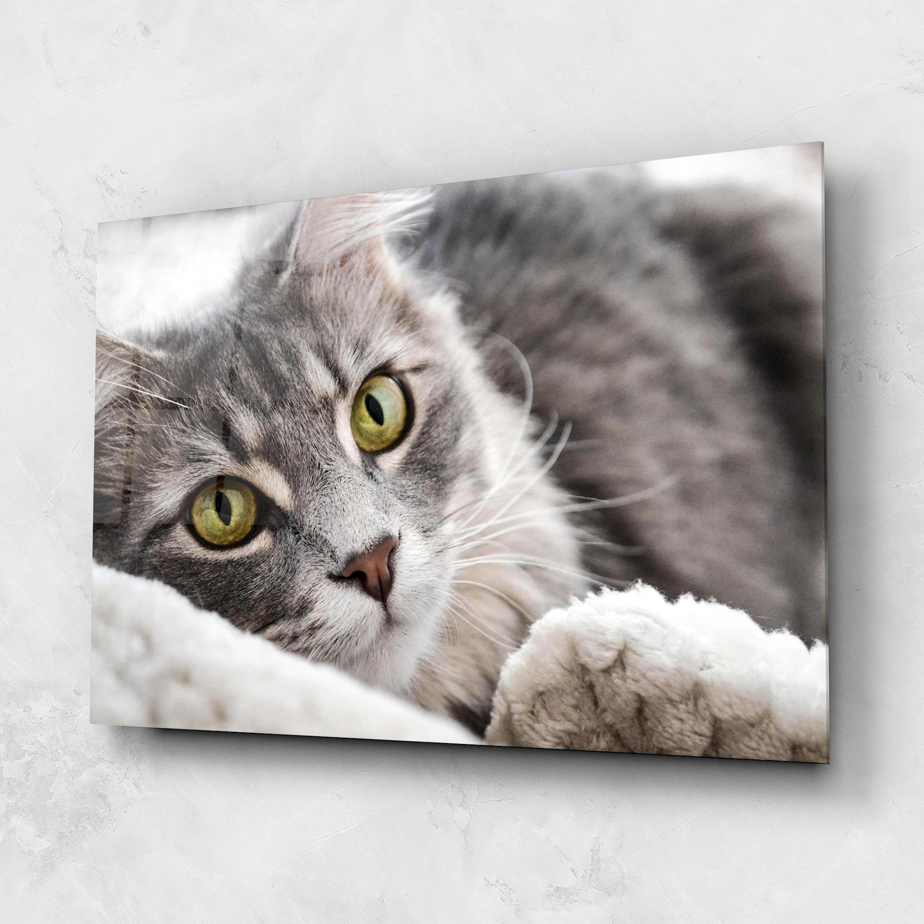 Стъклена картина Grey Fluffy Cat mockup 1