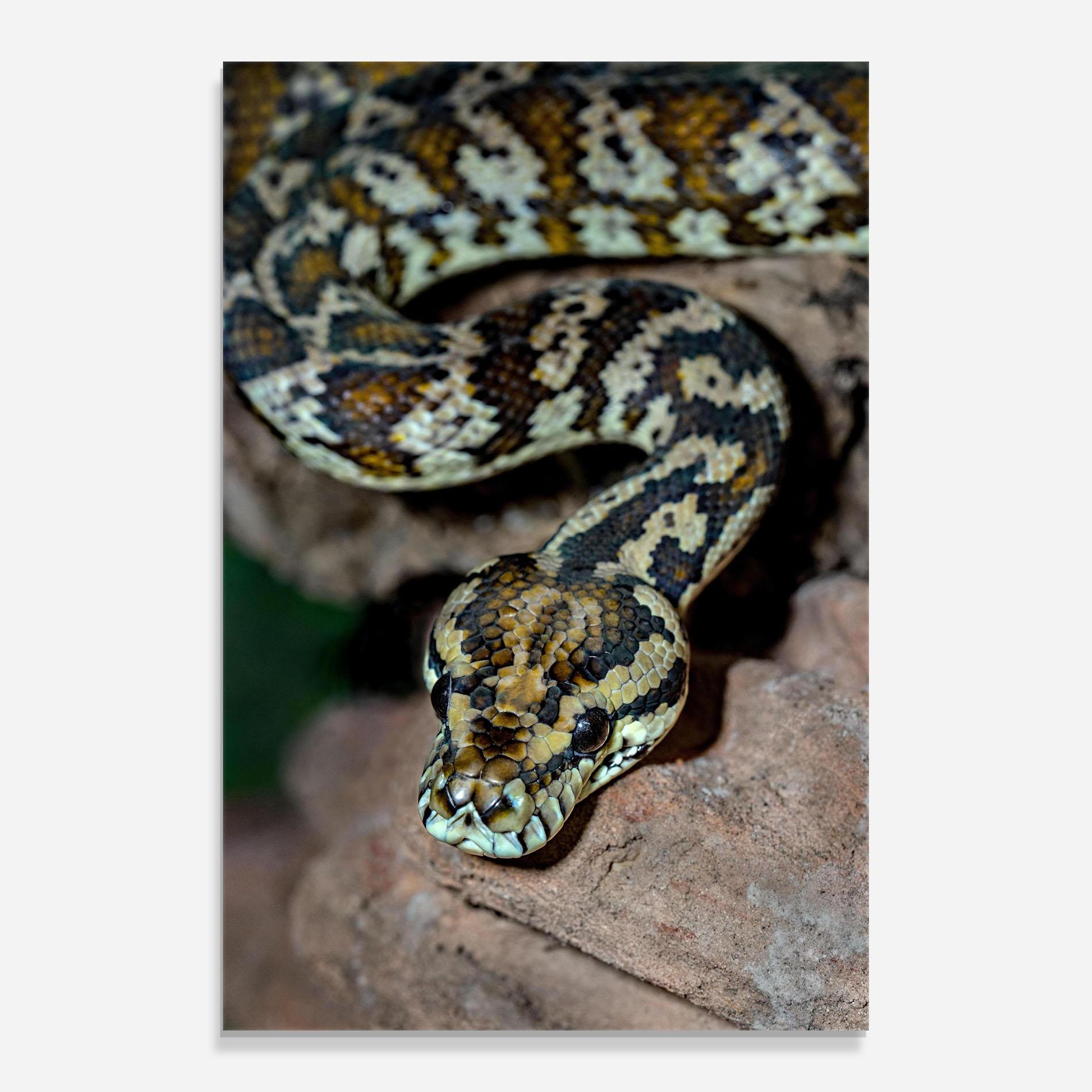 Стъклена картина King Snake mockup 0