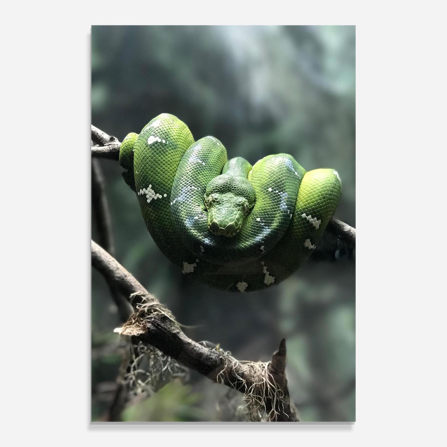 Стъклена картина Sleepy Snake mockup 0
