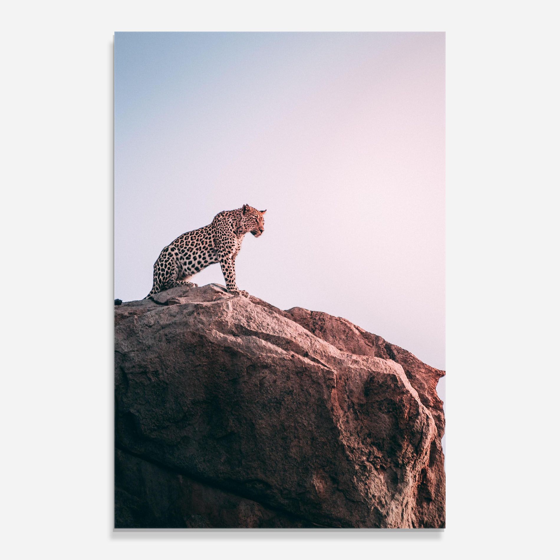 Mountain Leopard mockup 0