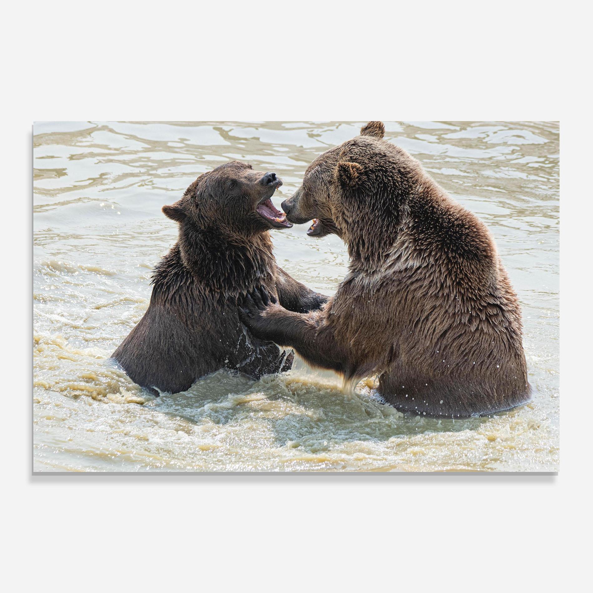 Стъклена картина Bears Fighting mockup 0