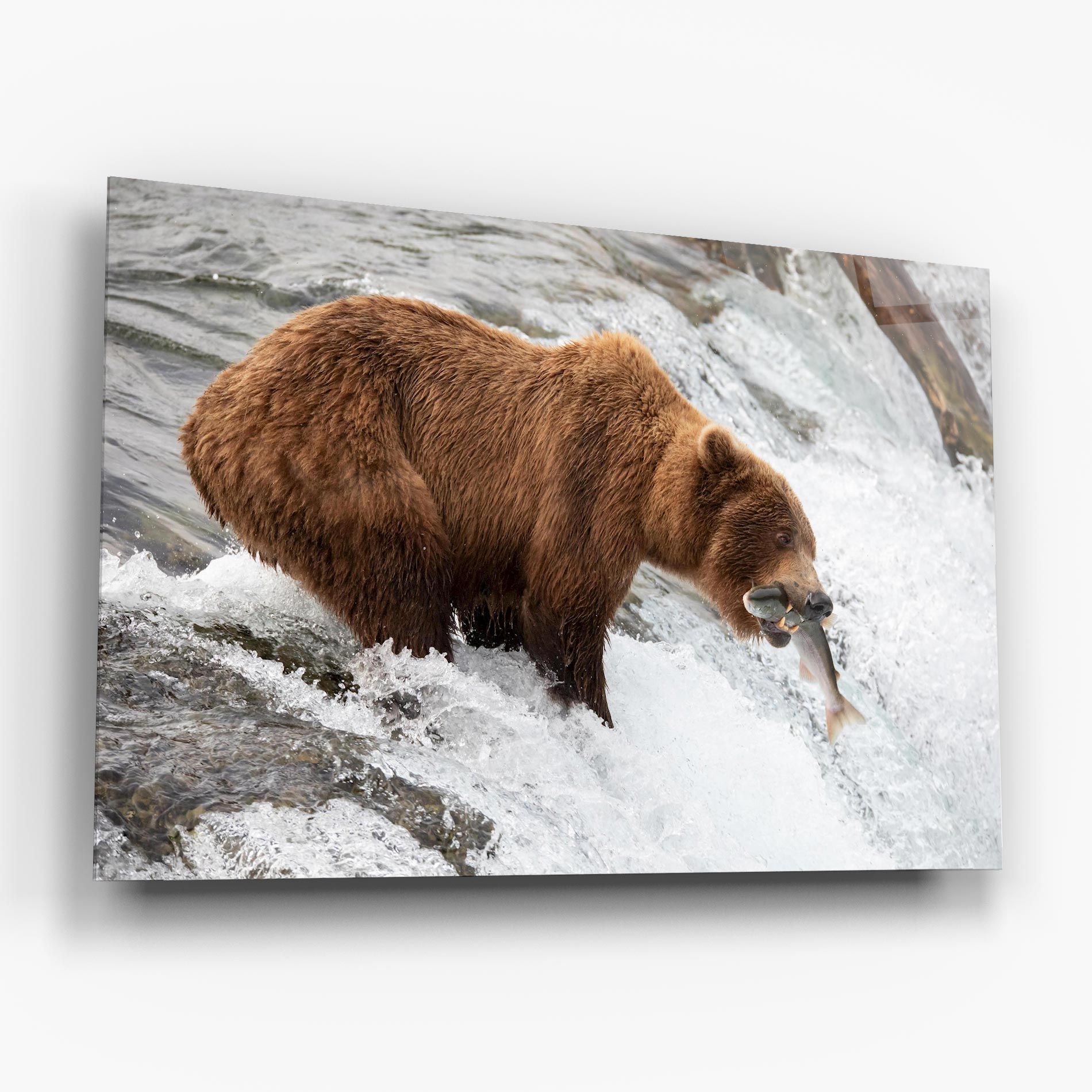 Bear Hunting mockup 6
