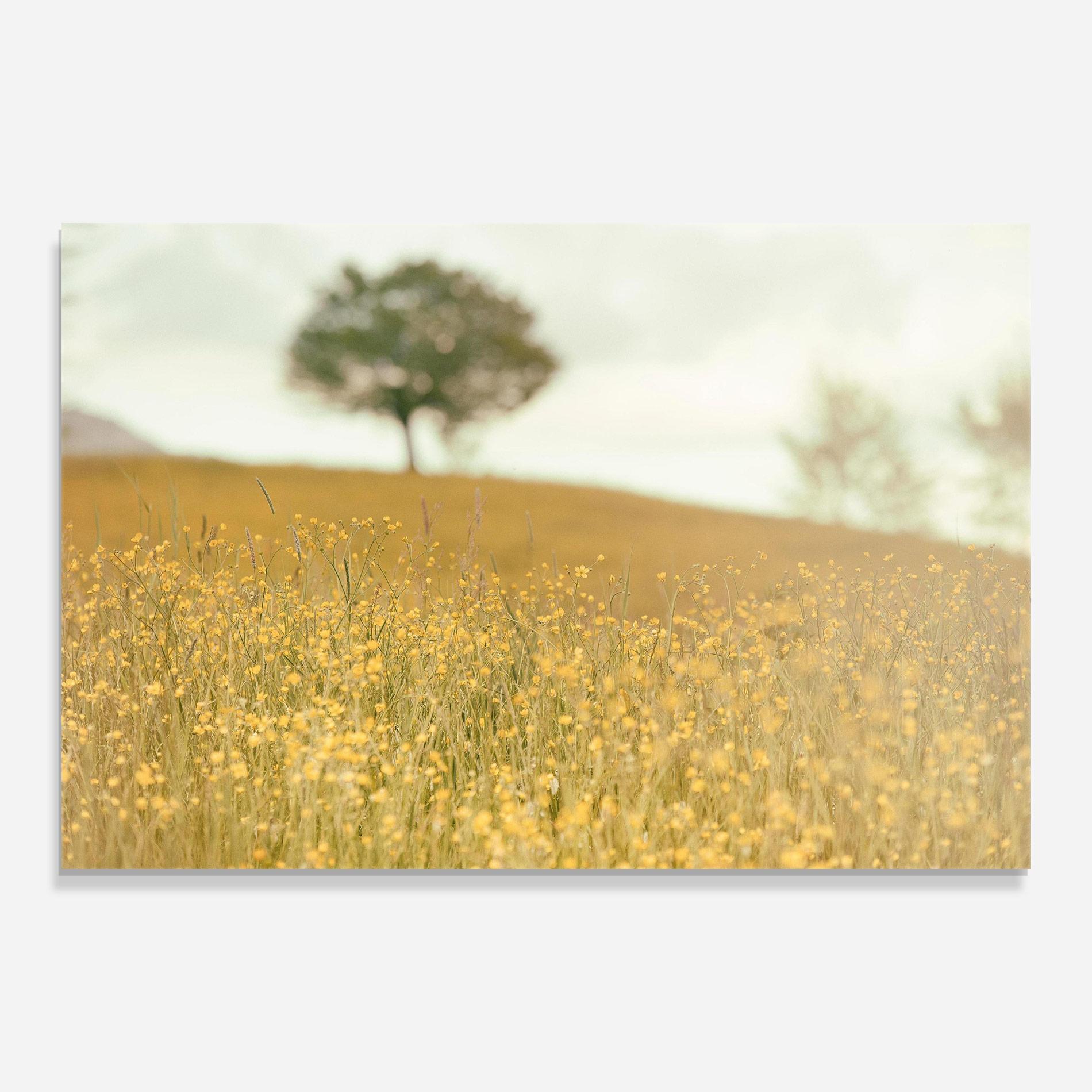 Стъклена картина Cream Field Nature mockup 0