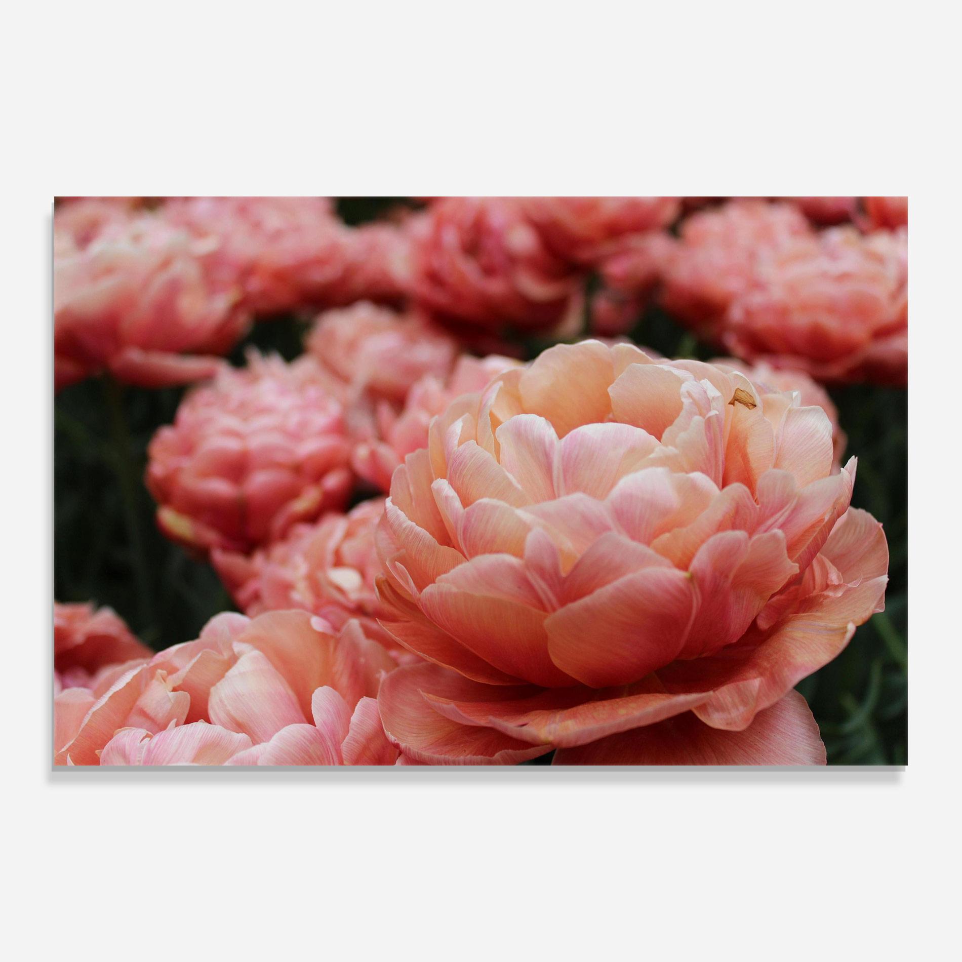 Стъклена картина Light Orange Peony mockup 0