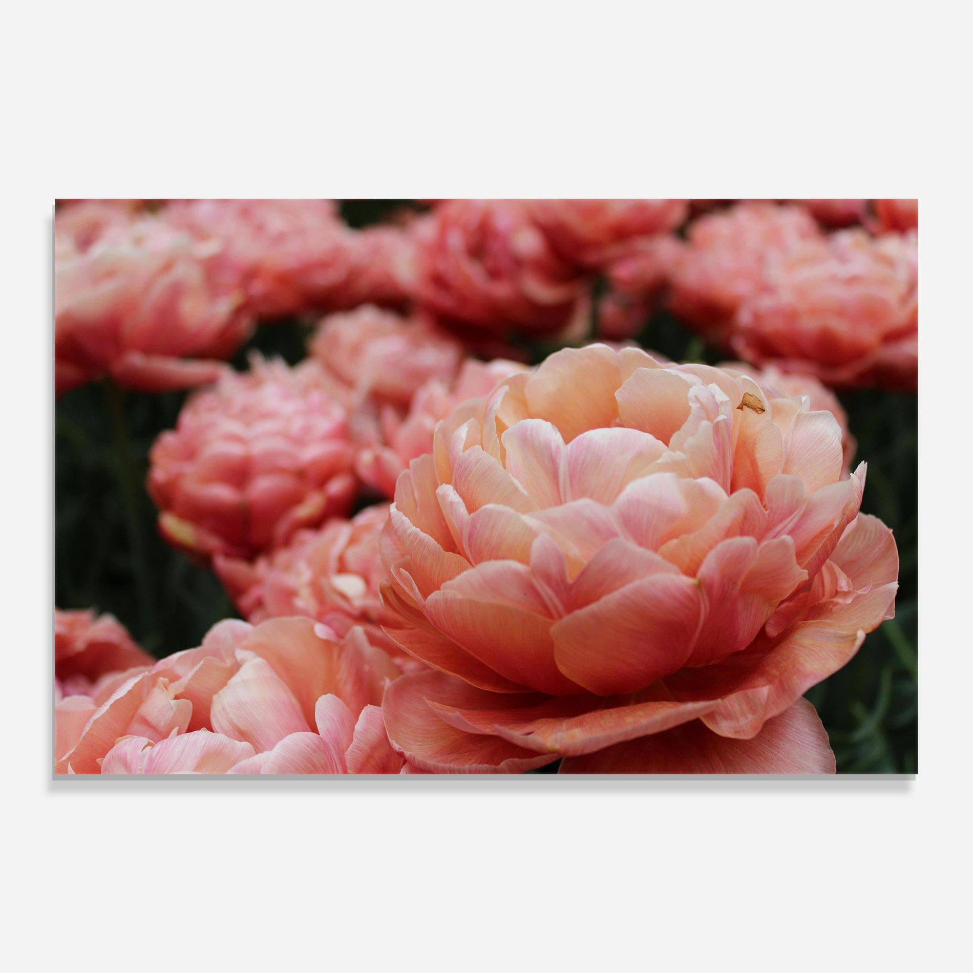 Light Orange Peony mockup 0